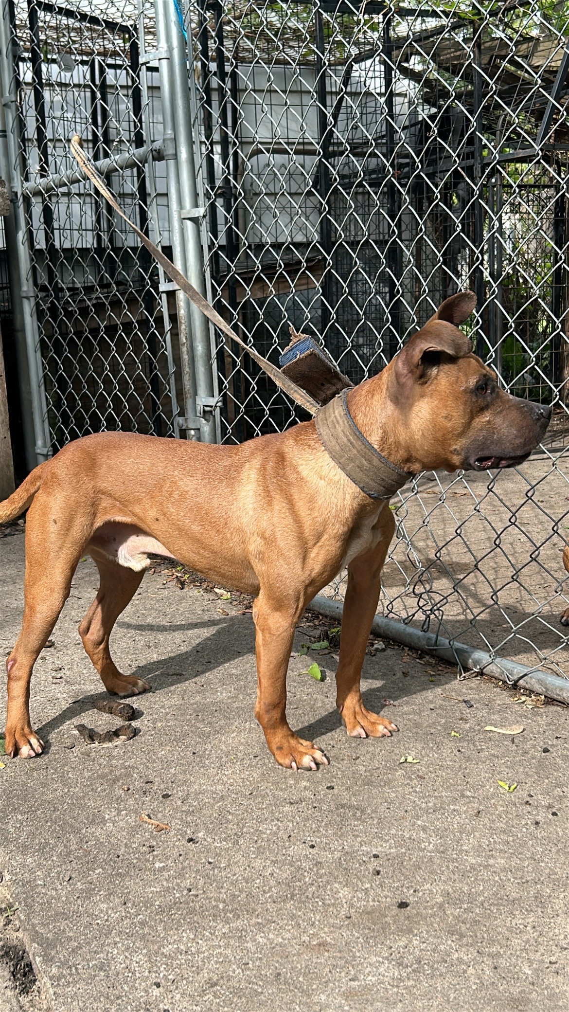 @themreal_hounds