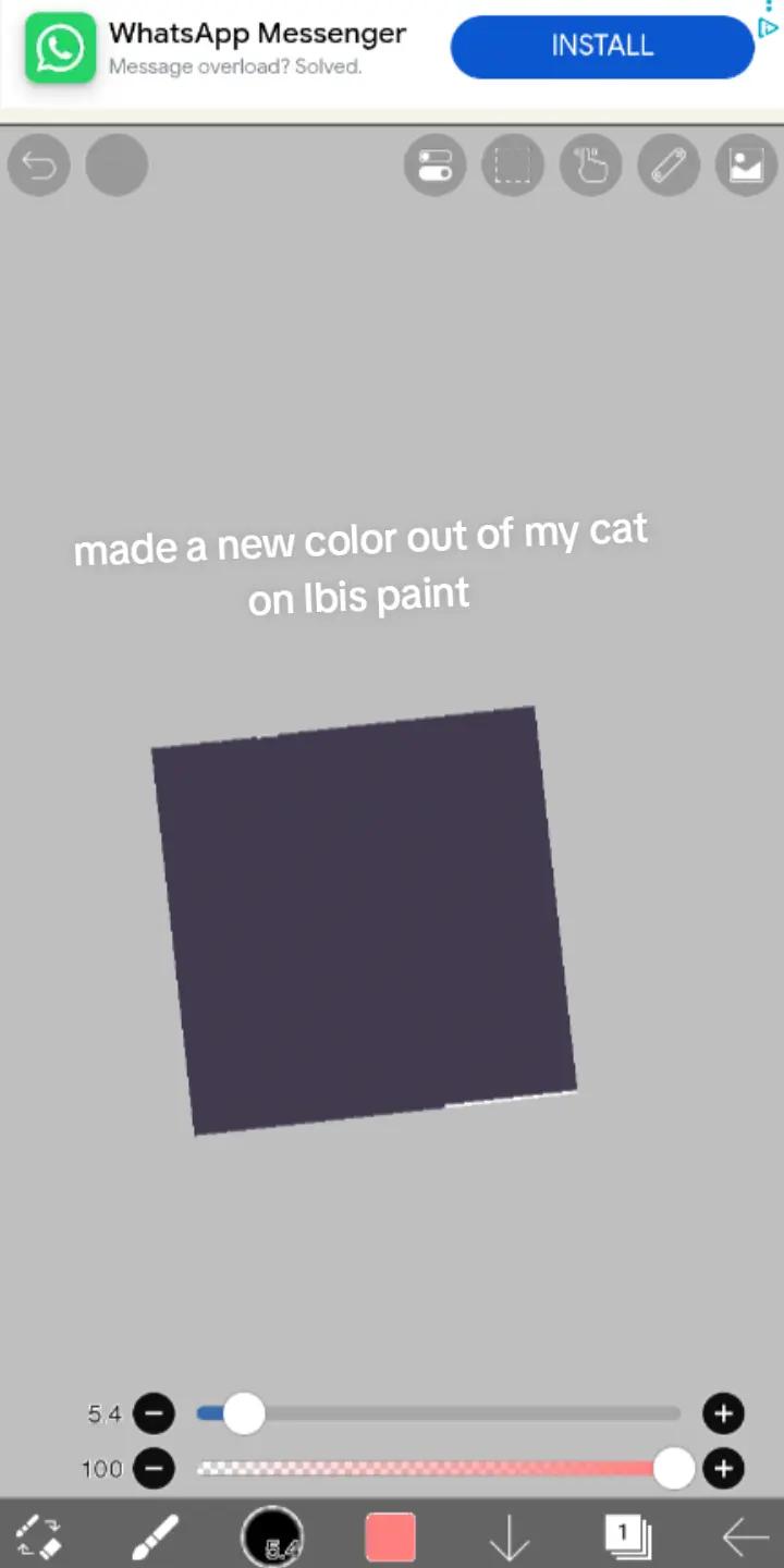 @gray kitty 🩶