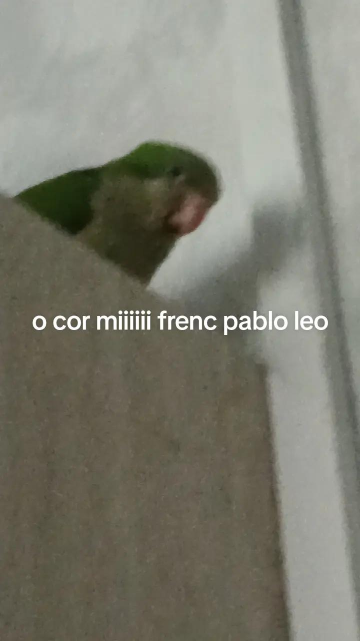@stefania