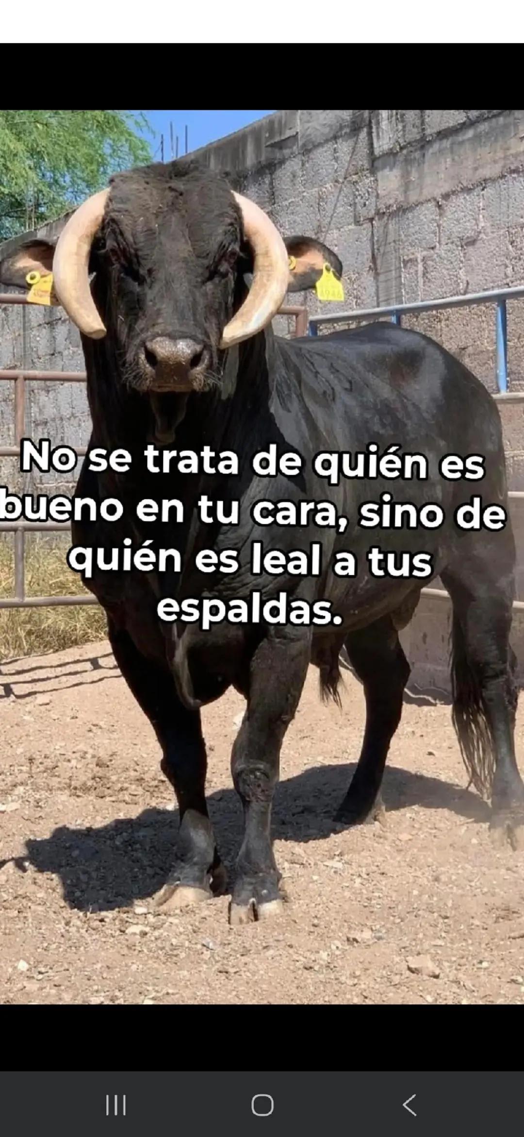 @Carmelo Santos240