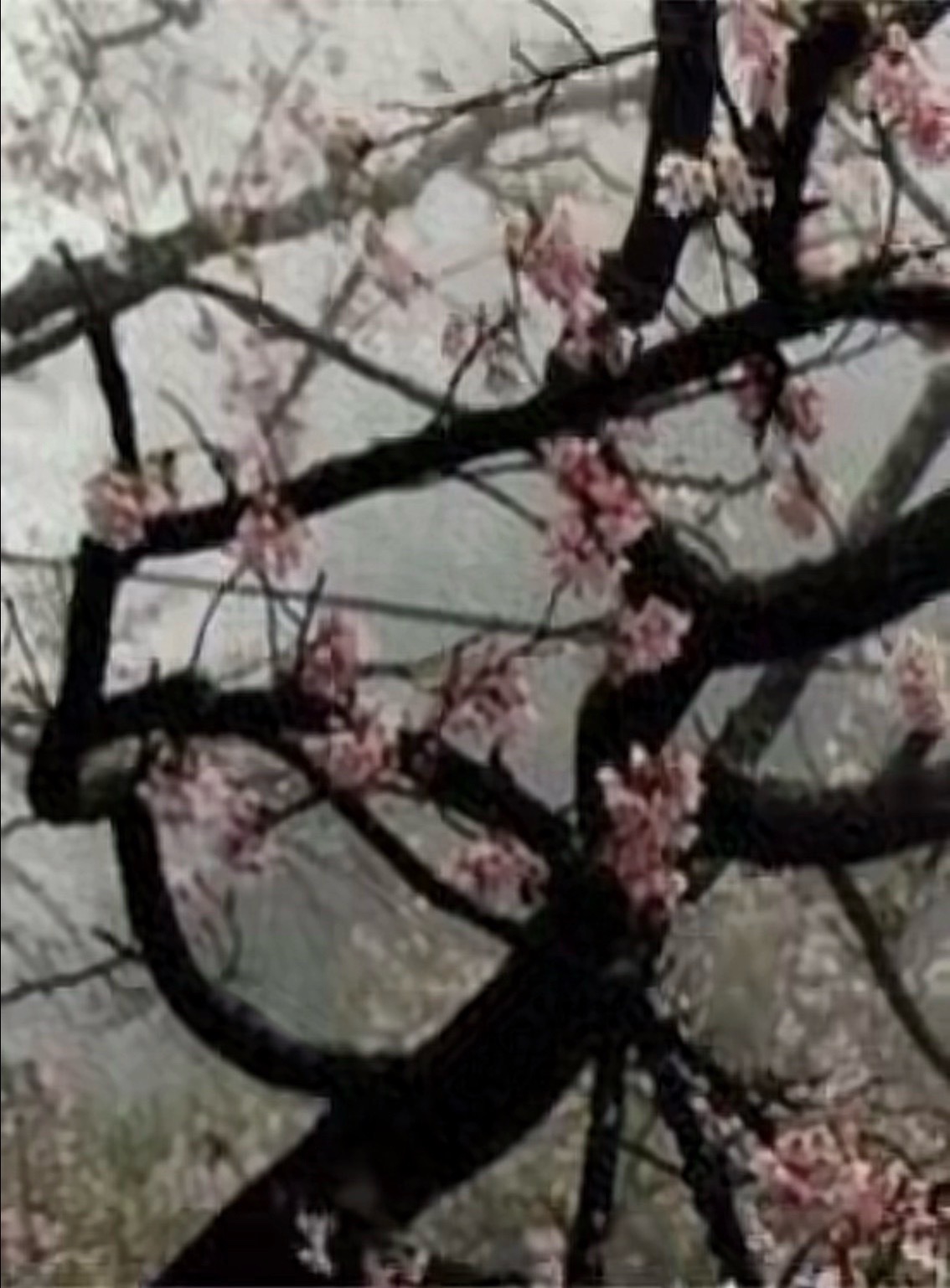 @𝒜𝓇𝑒𝓃