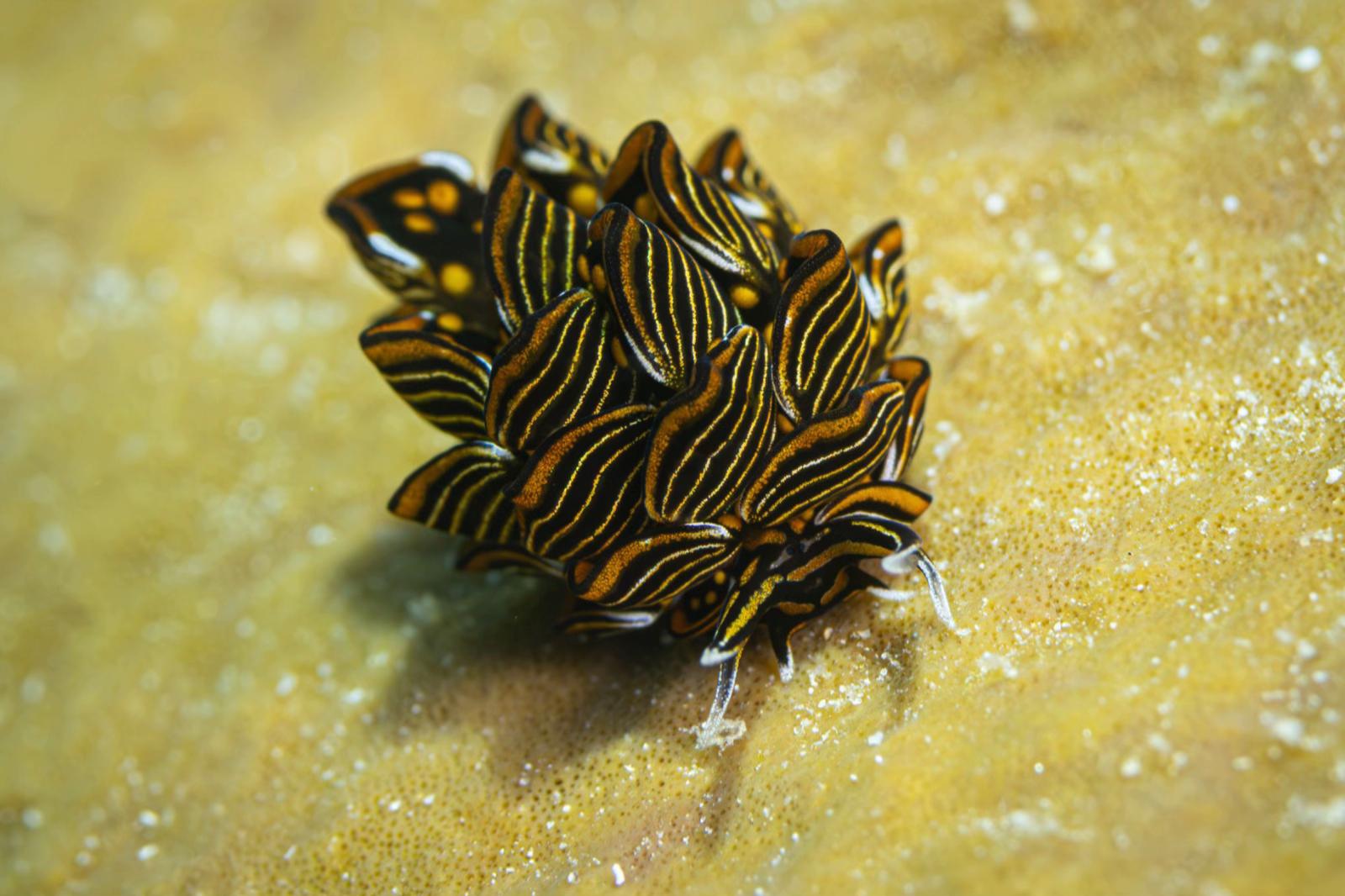 @Diving Tips and Stories