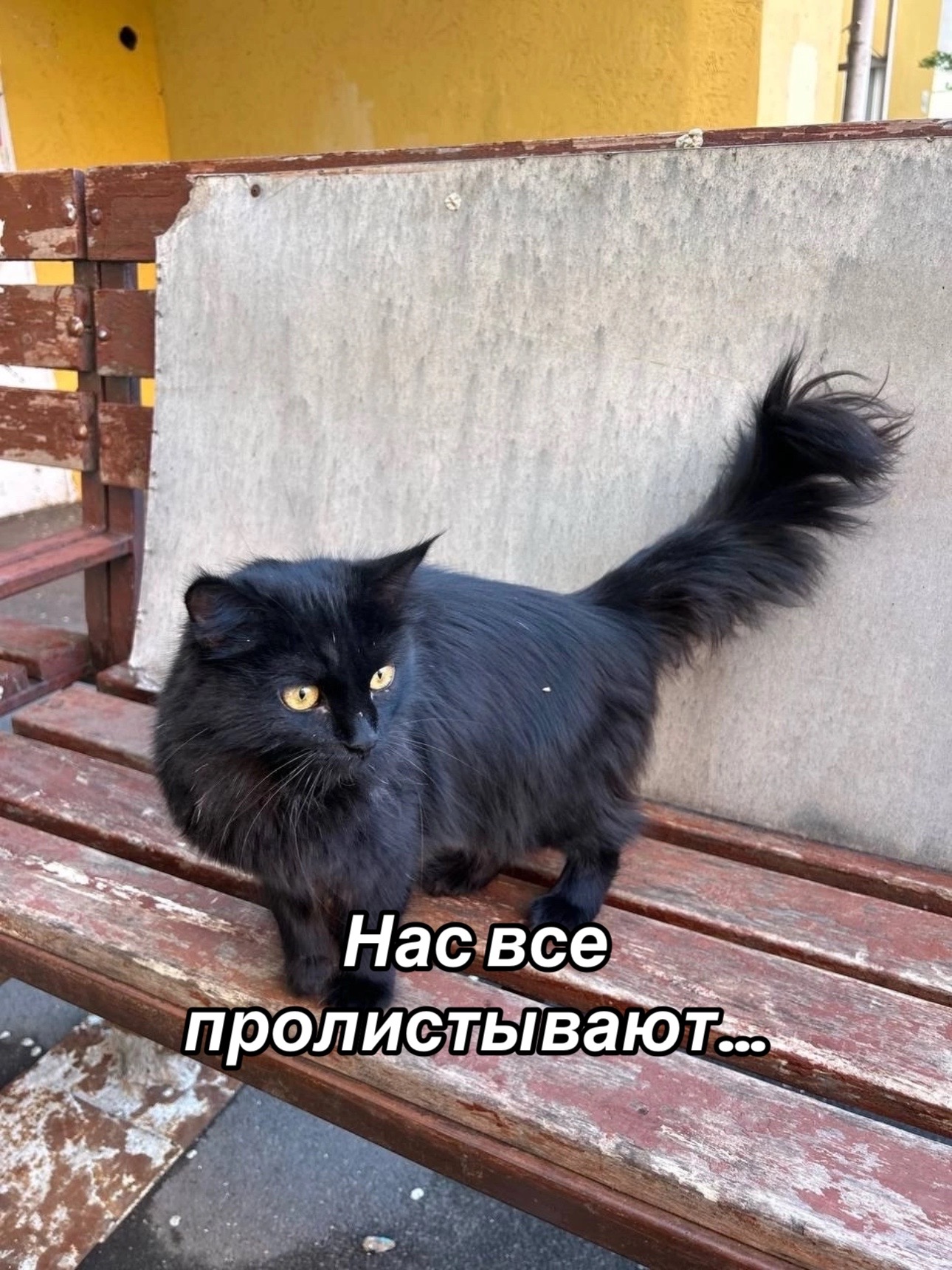 @Приют Потеряшка