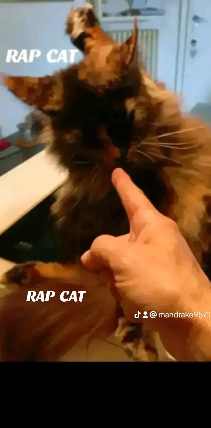 @RAP  CAT