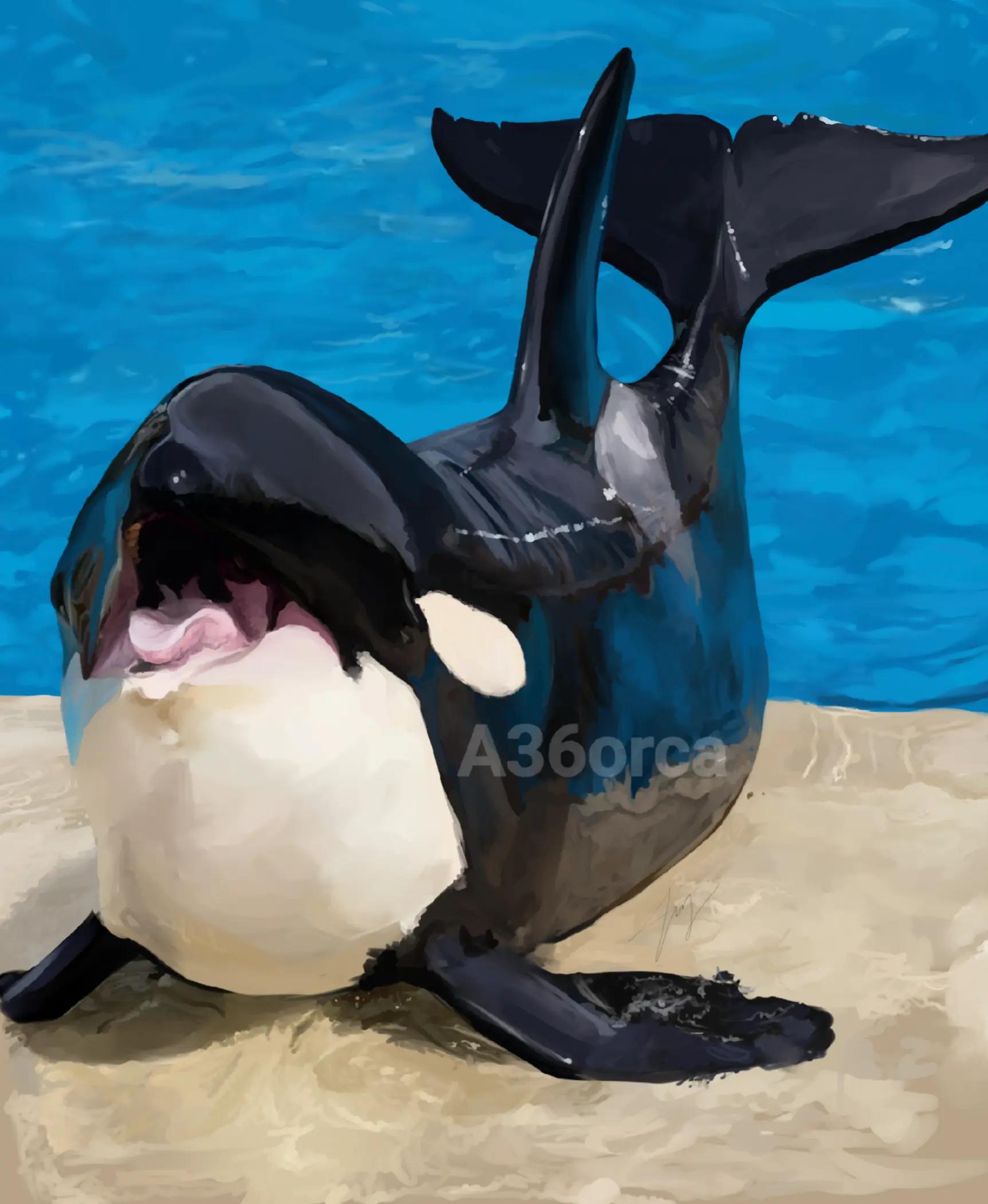 @A36orca🎨
