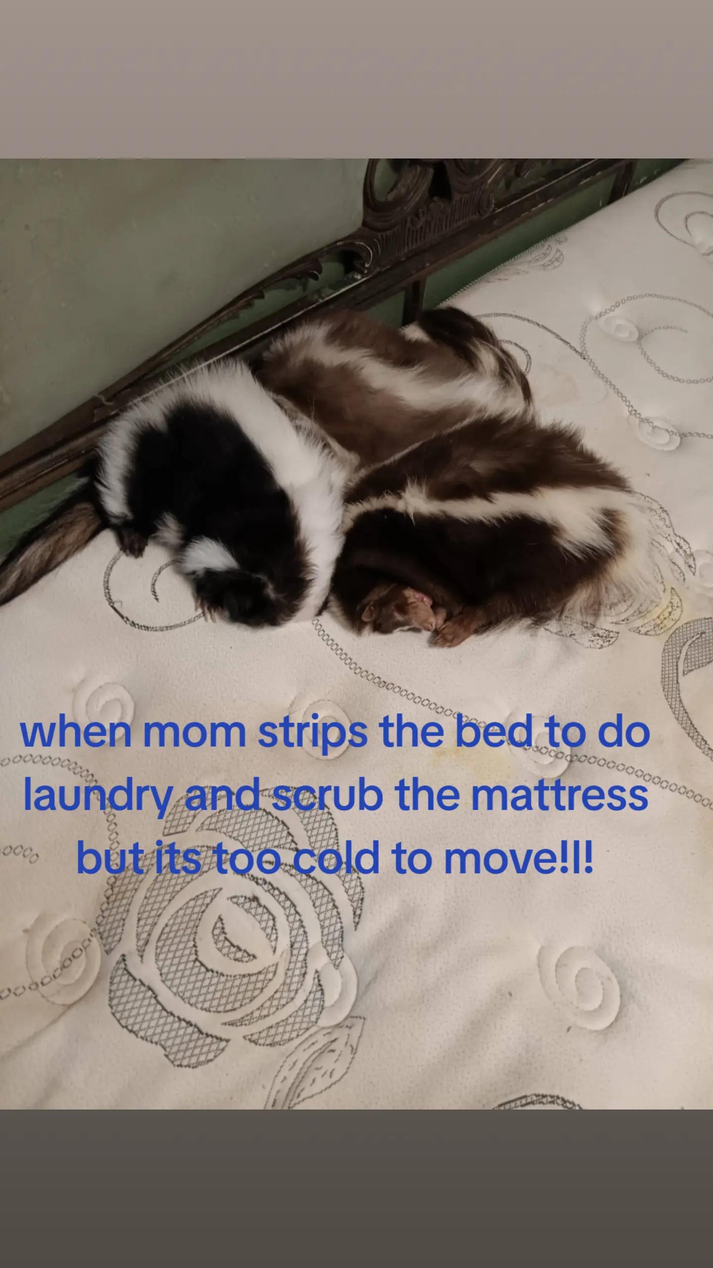 @Pet Skunk Advocates and Rescue