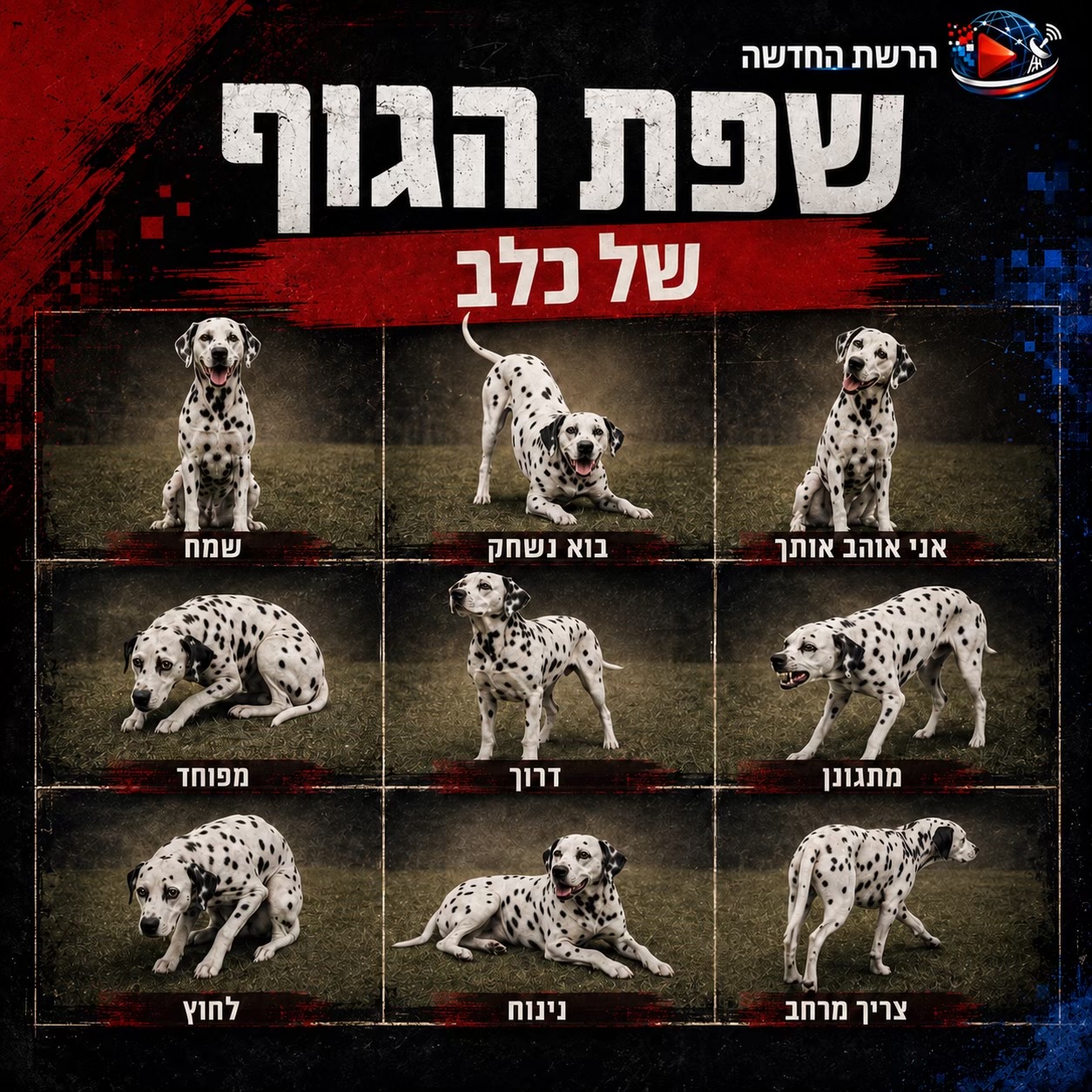@הרשת החדשה