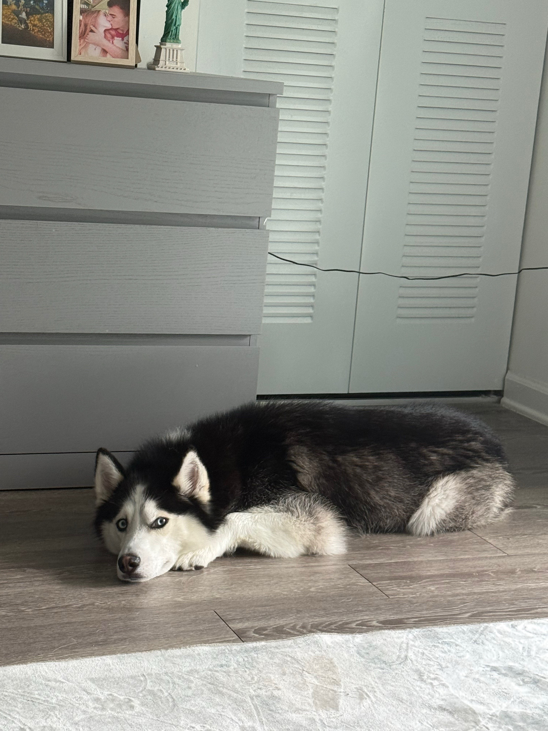 @Husky_mom
