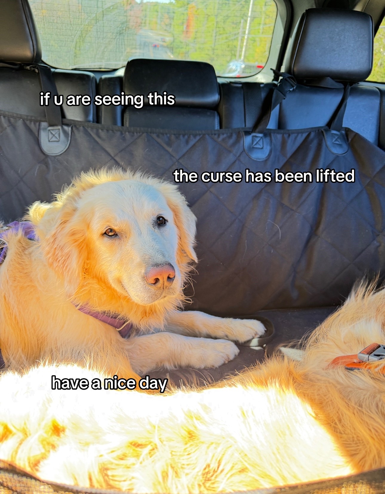 @Clover and Lily 🐾