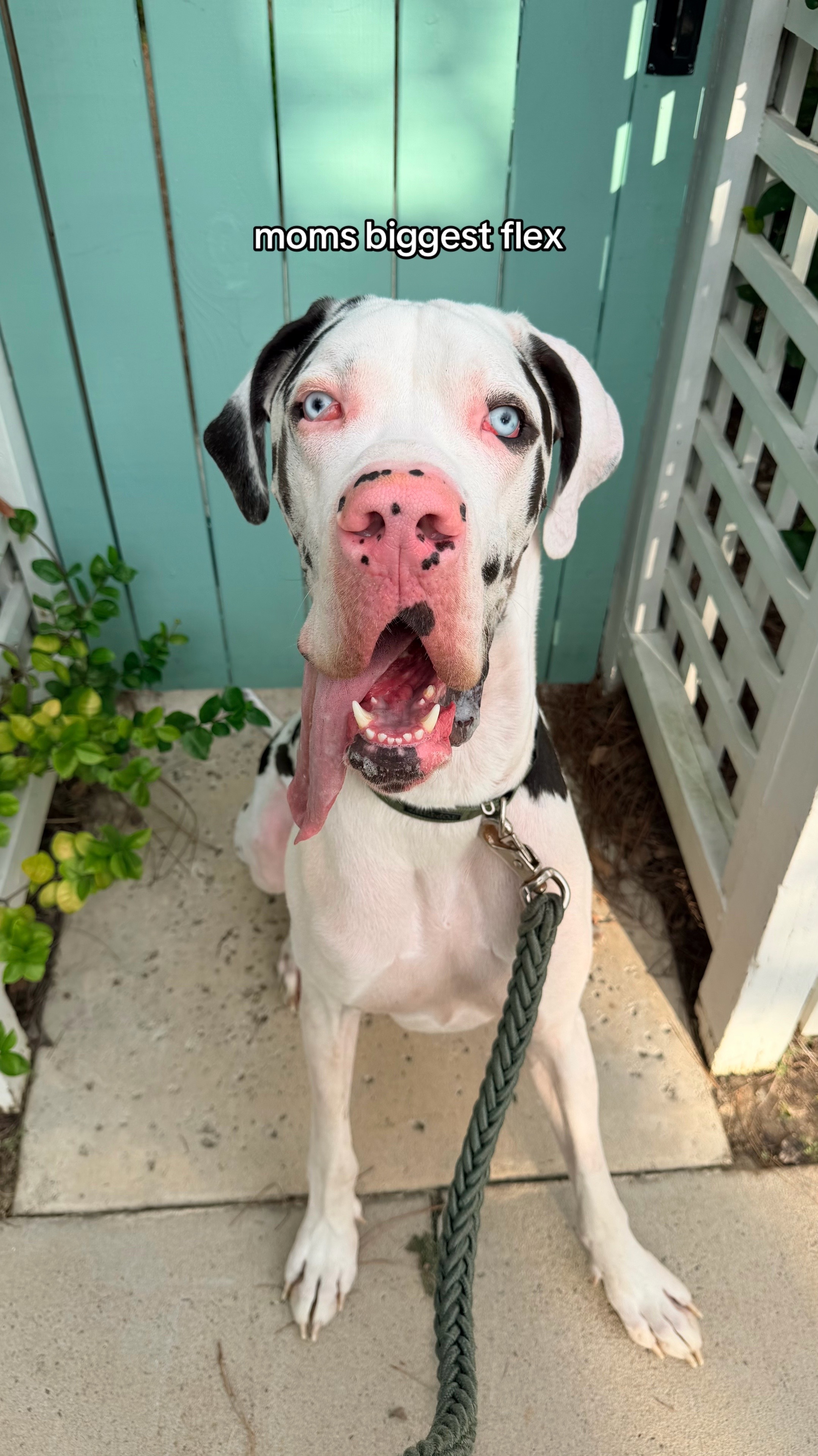 @stonethedane