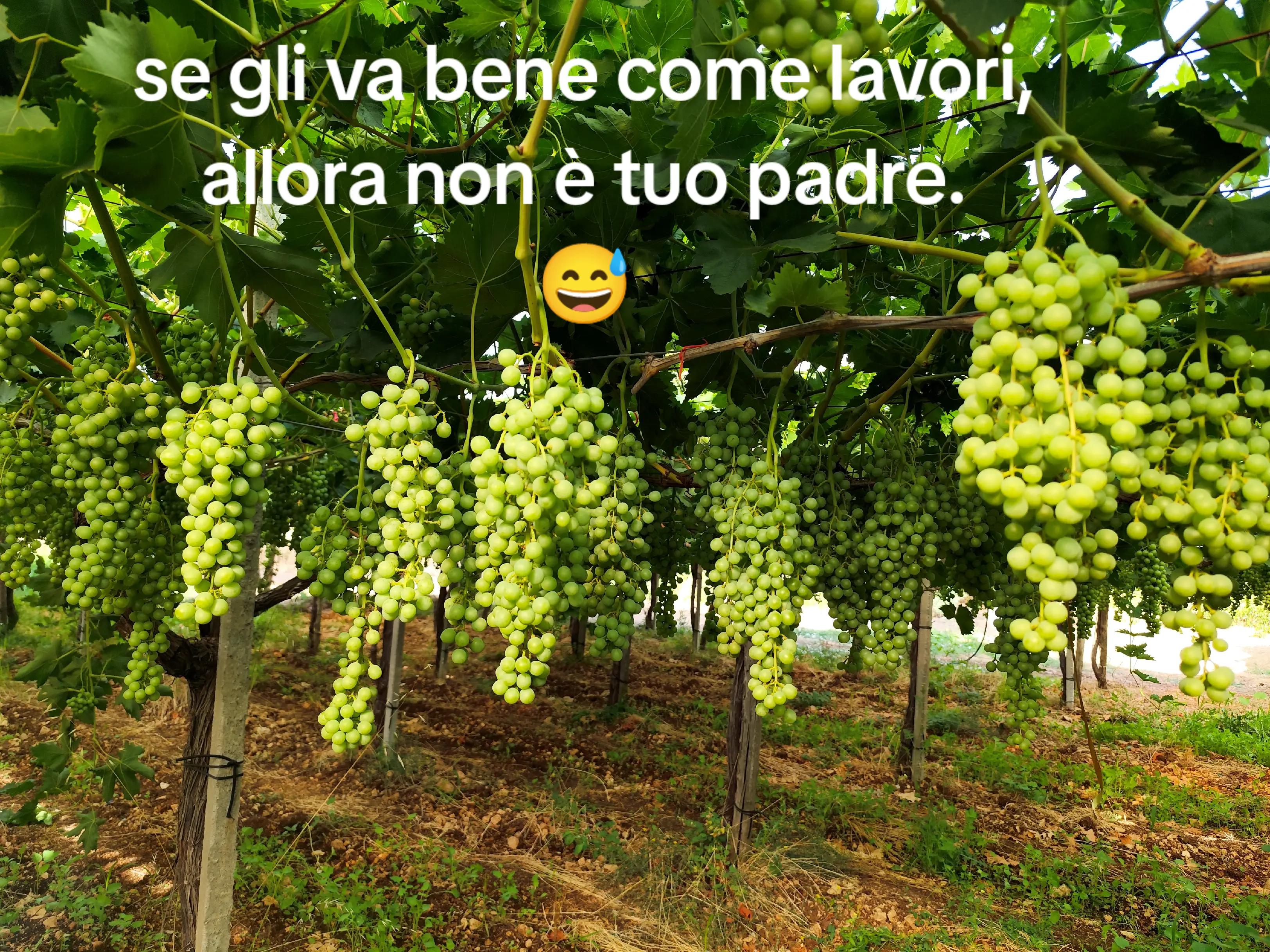 @Rosa Coletta