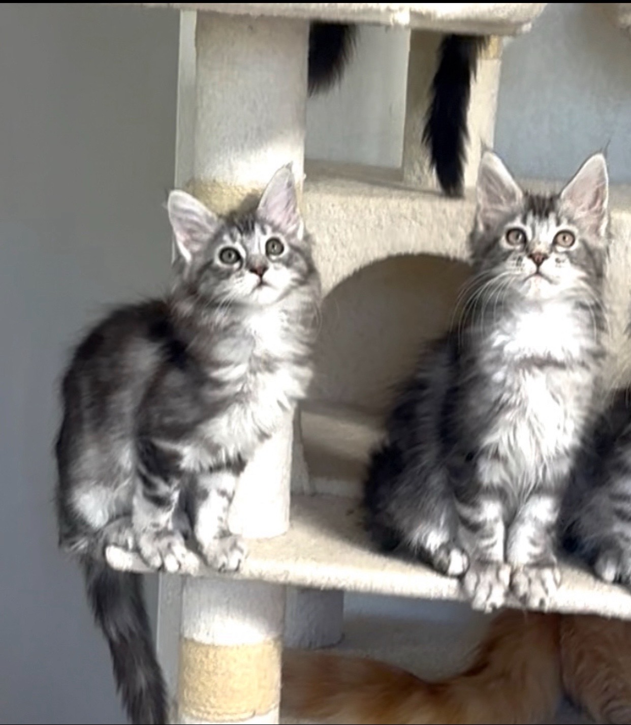 @Maine coon kittens