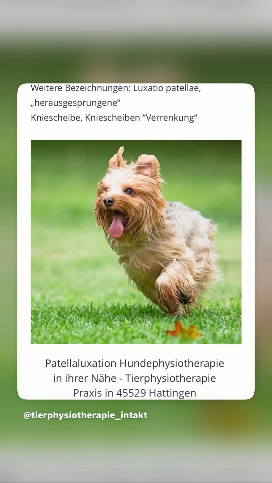 @Pferdephysiotherapie InTakt