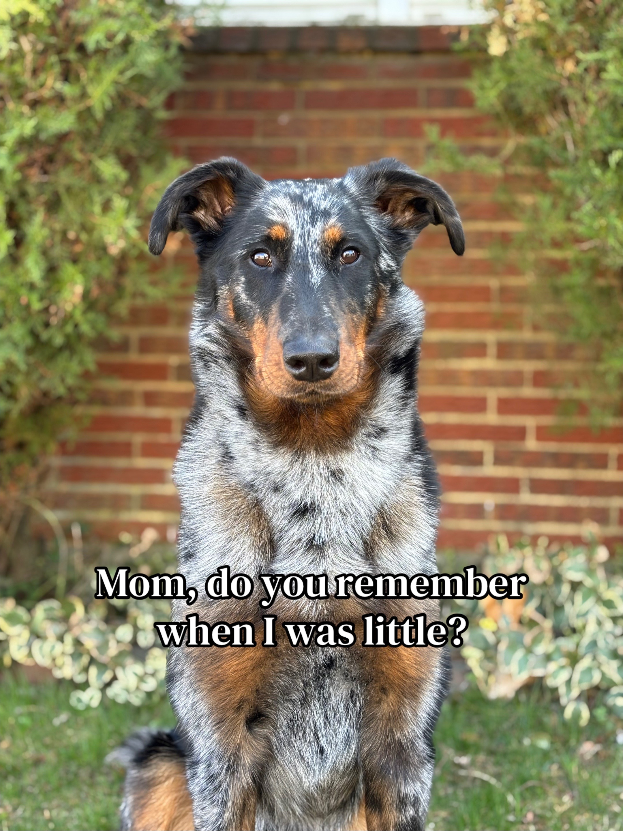 @valkyrie.the.beauceron