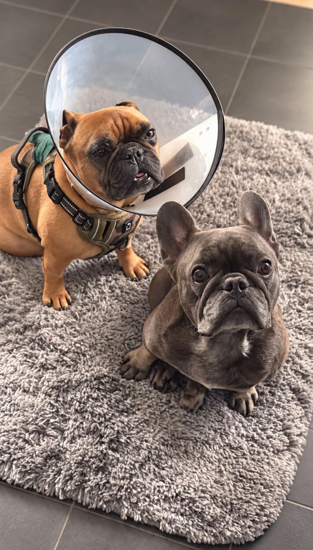 @Bertie The Frenchie