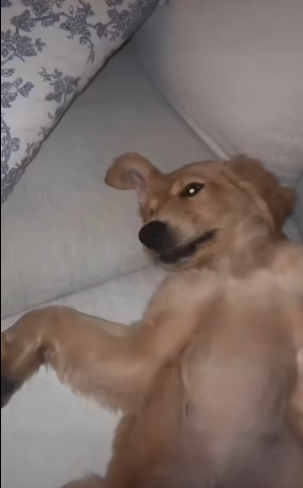 @Capybara Singh