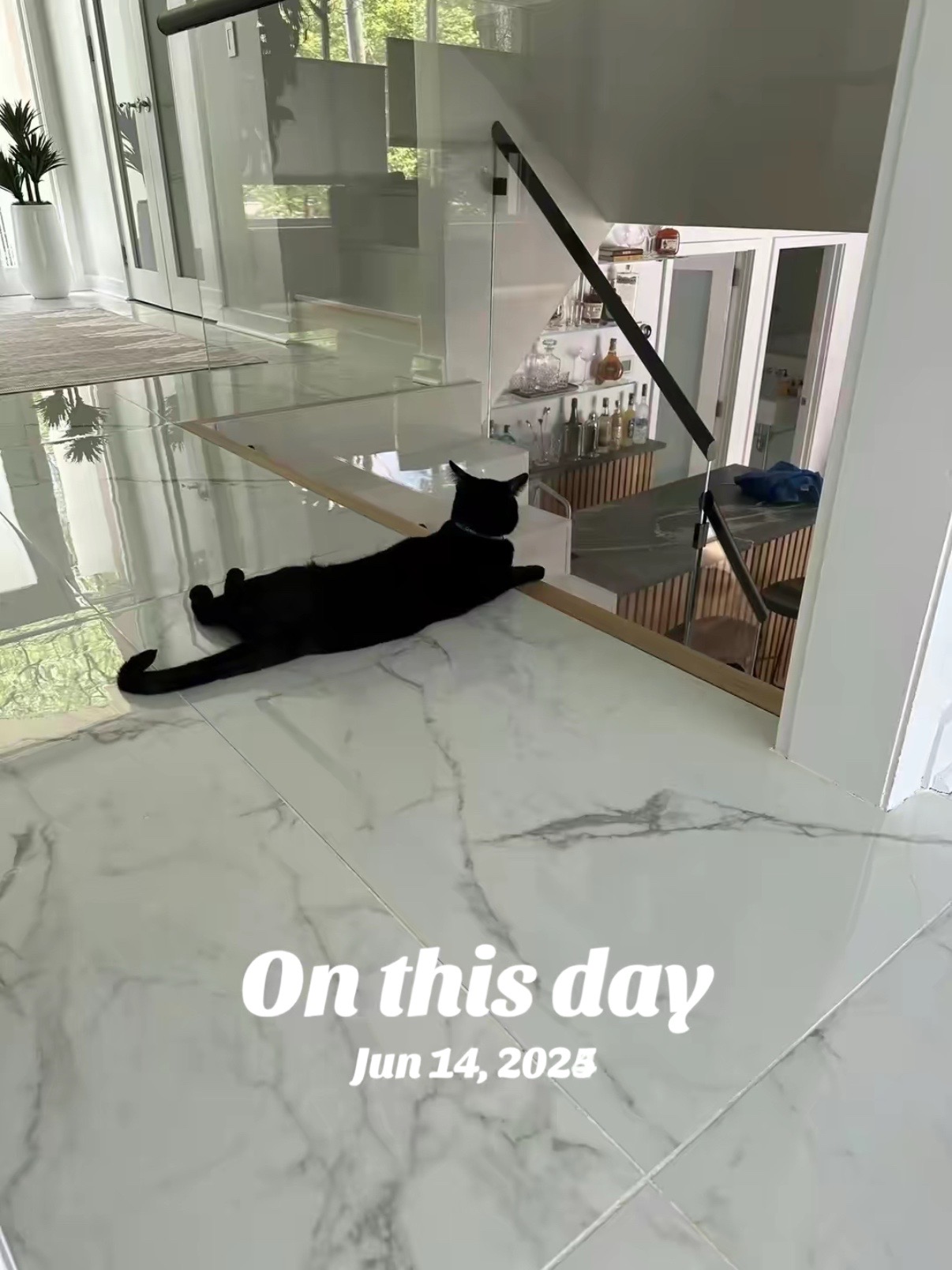 @Oscar Jeremy the cat!