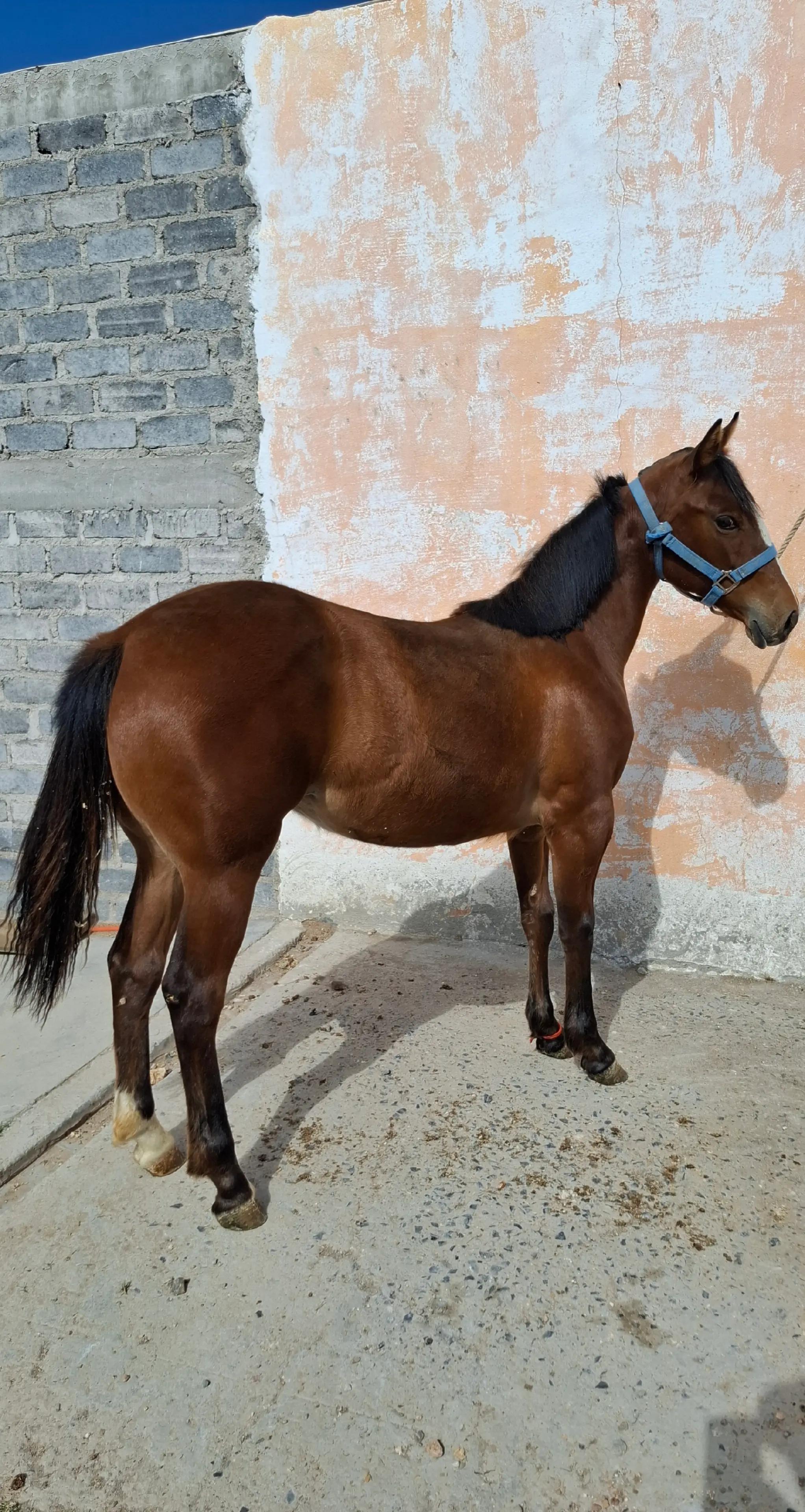 @EvHorses Zacatecas