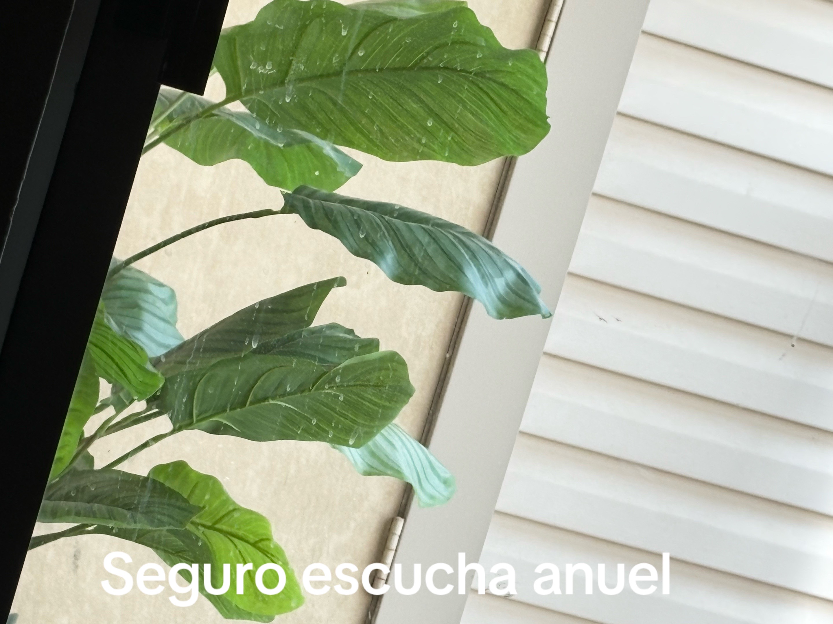 @Elcubanitivr