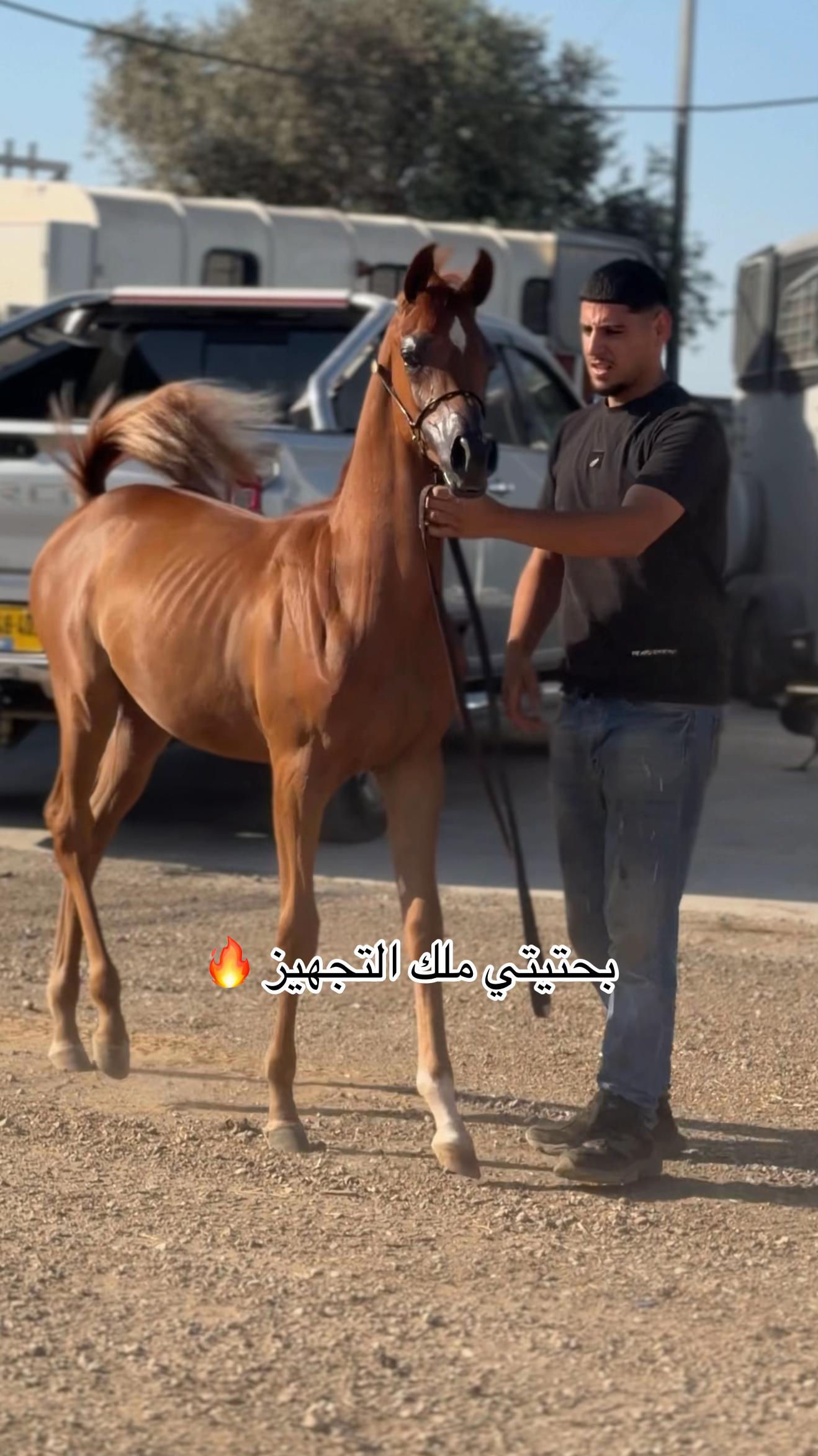 @tarek hodroj 3