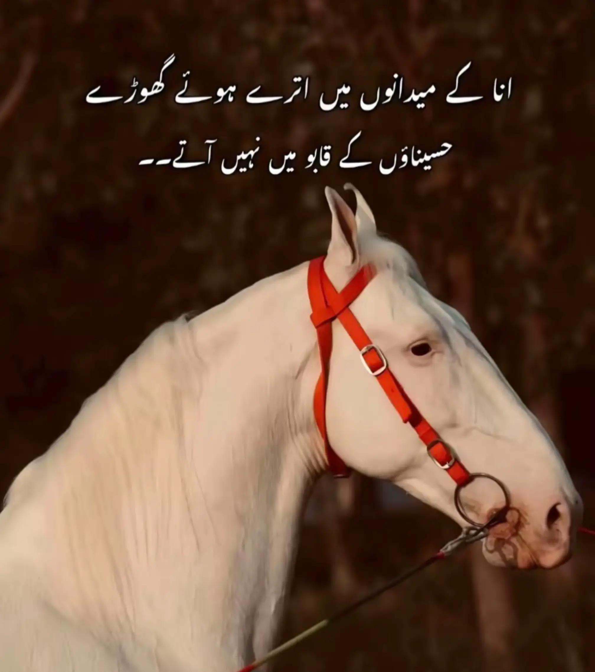 @MianBrand991