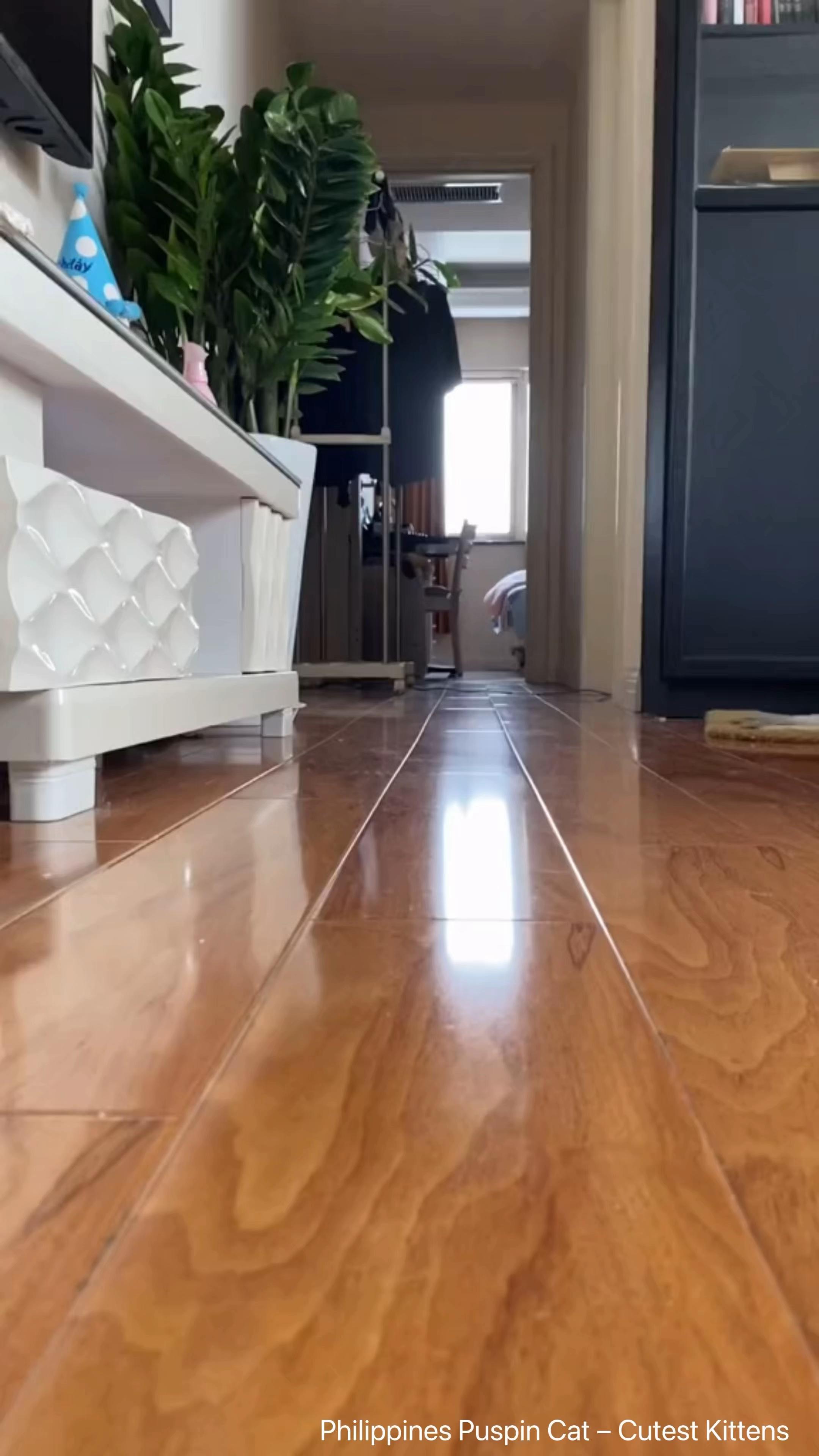 @Pawsfull.ASMR