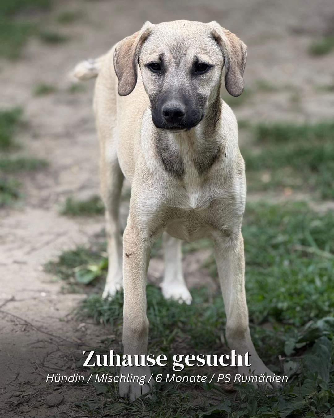 @SpecialDogs e.V.