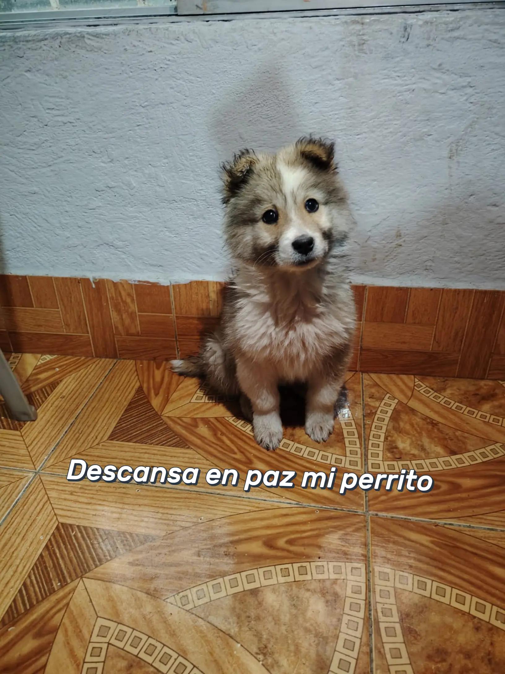 @maria simon