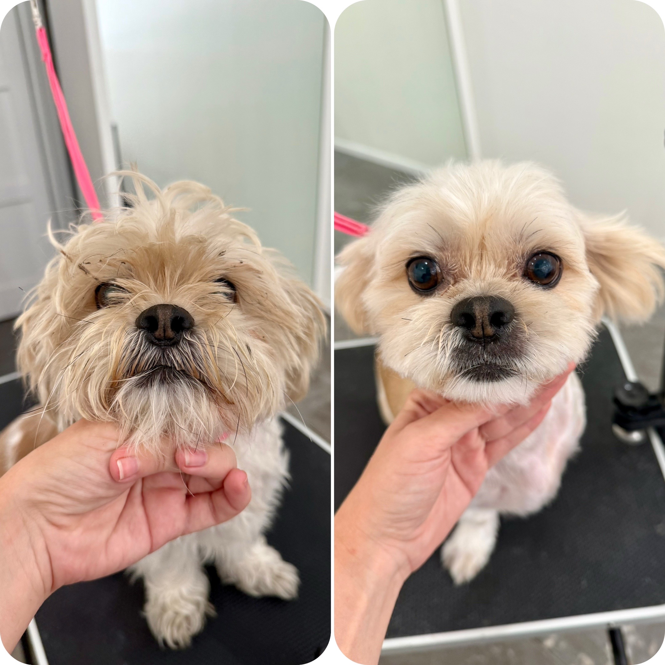 @Julia_theGroomer