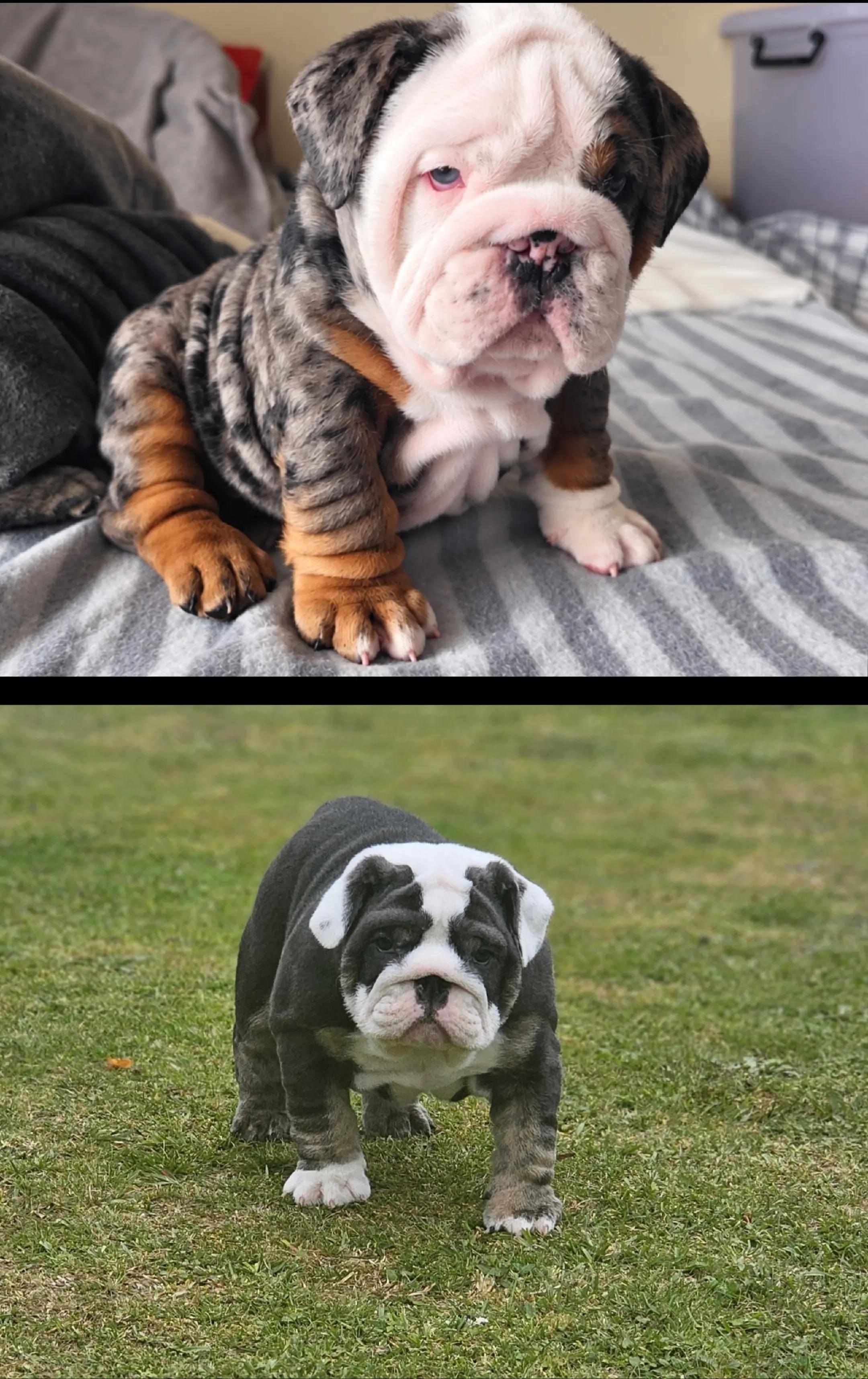 @Bulliciious Bulldogs Aotearoa