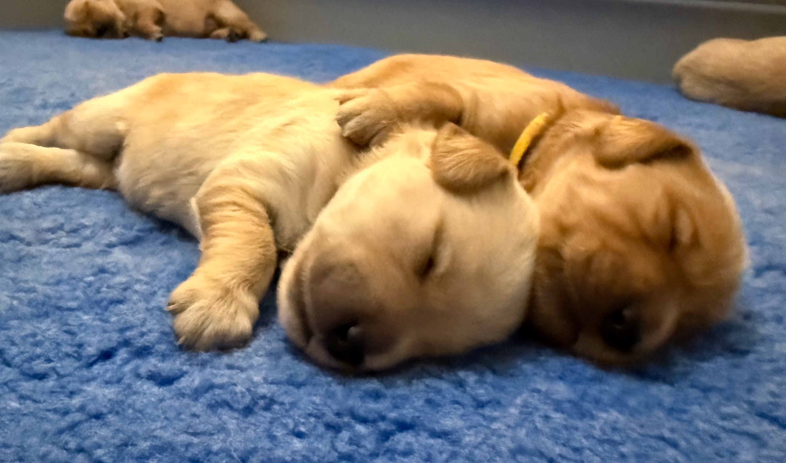 @Sages Goldens