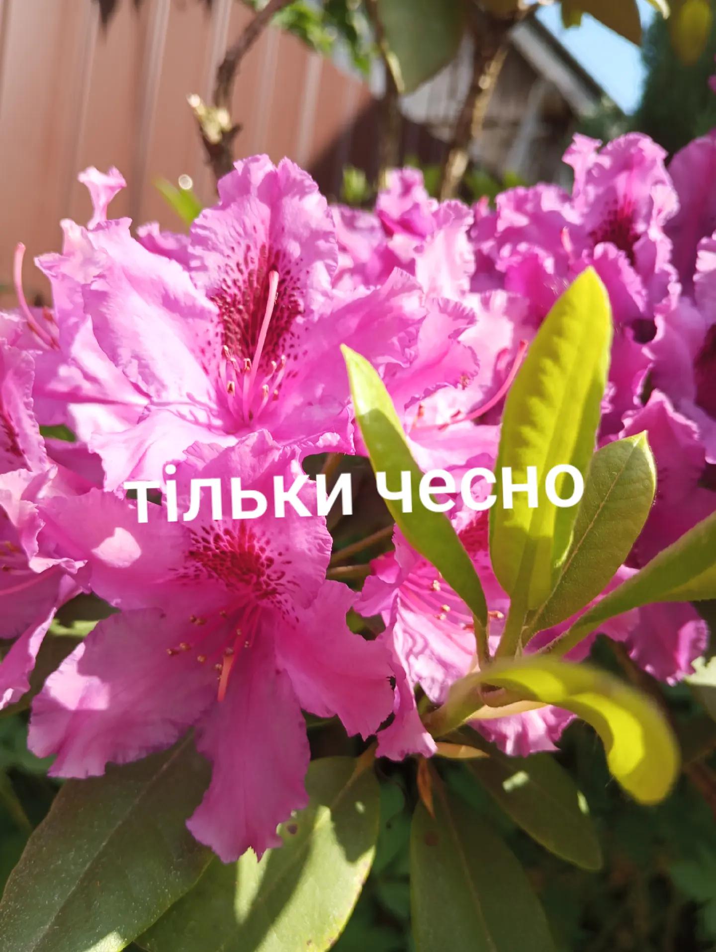 @🇺🇦🥀&hearts;️v+i+r+a&hearts;️🥀🇺🇦
