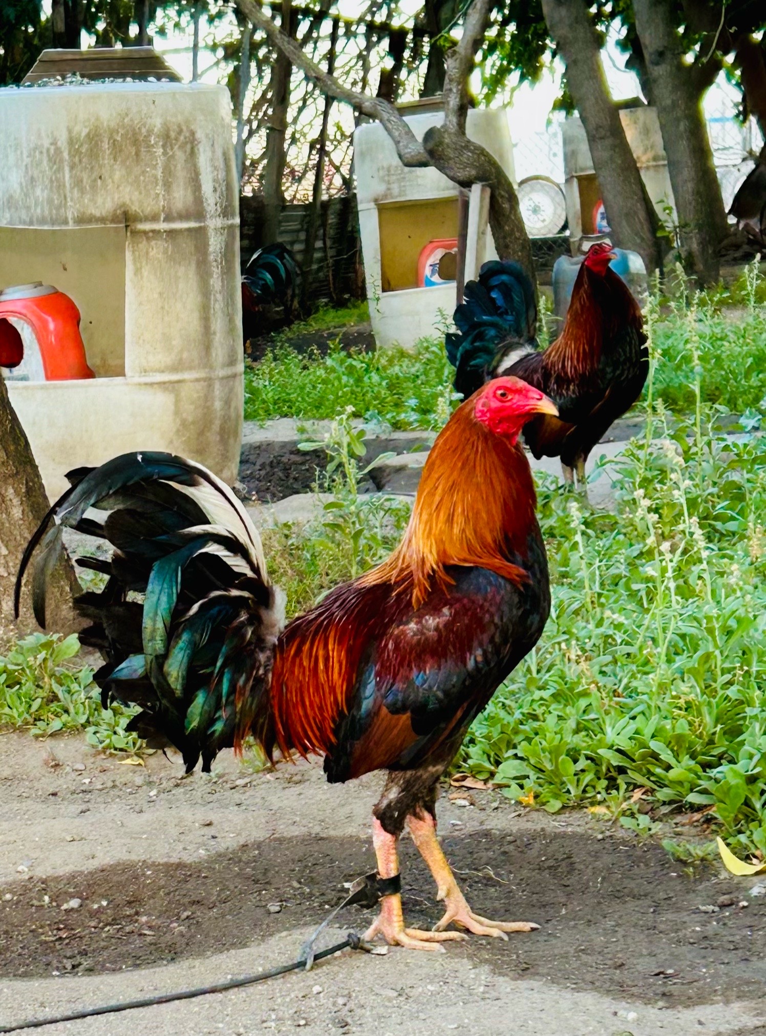 @Villarreal Farm