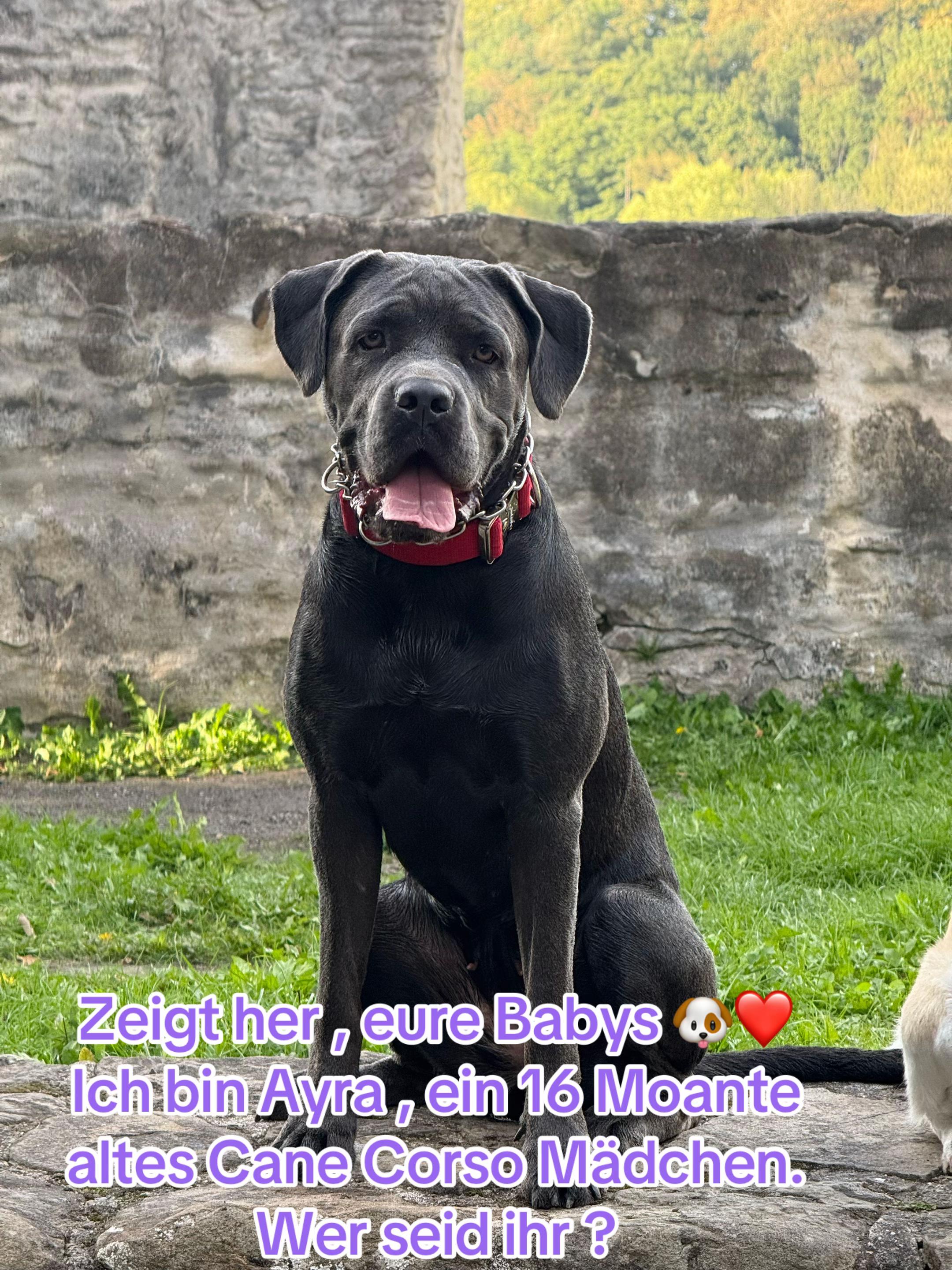 @Cane Corso Ayra 🐾
