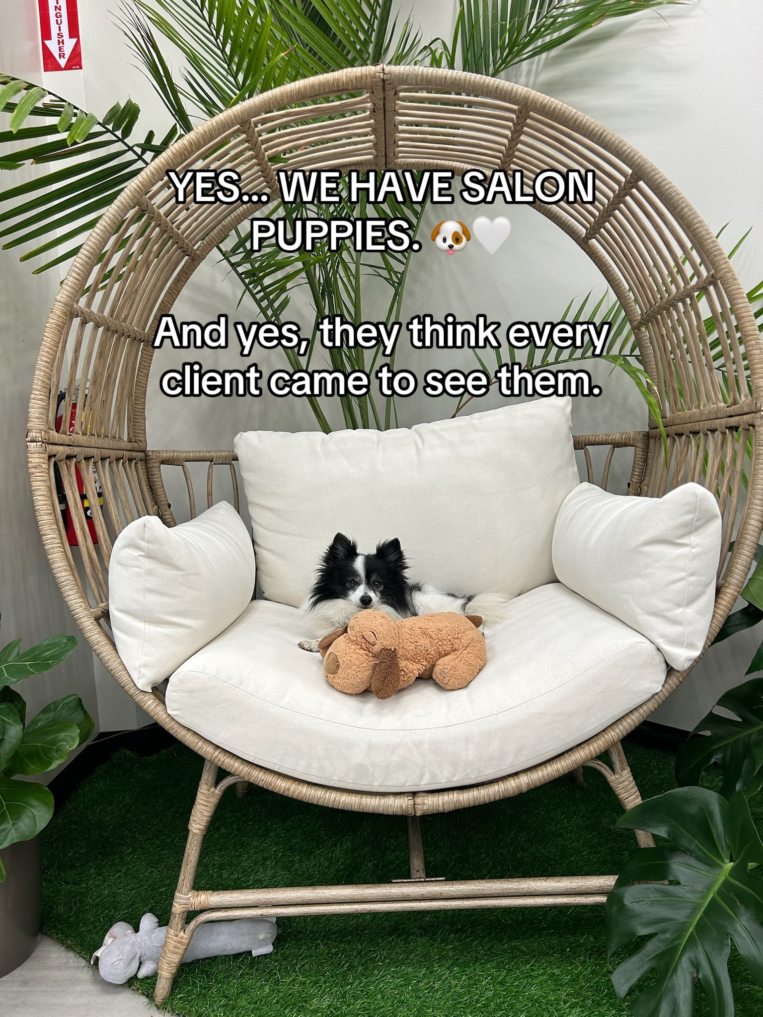 @Feather Wigs