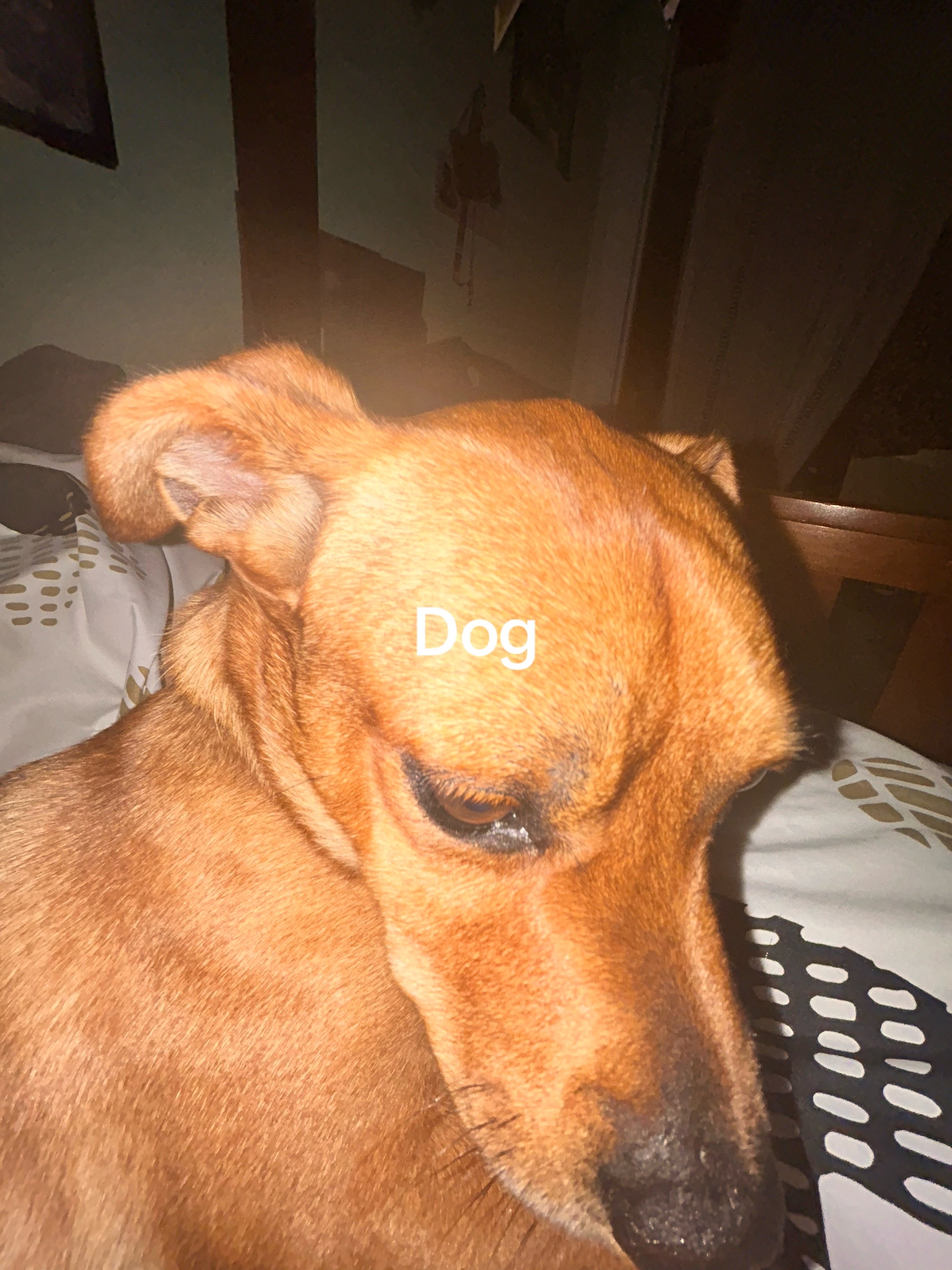 @Bl33dingDeer