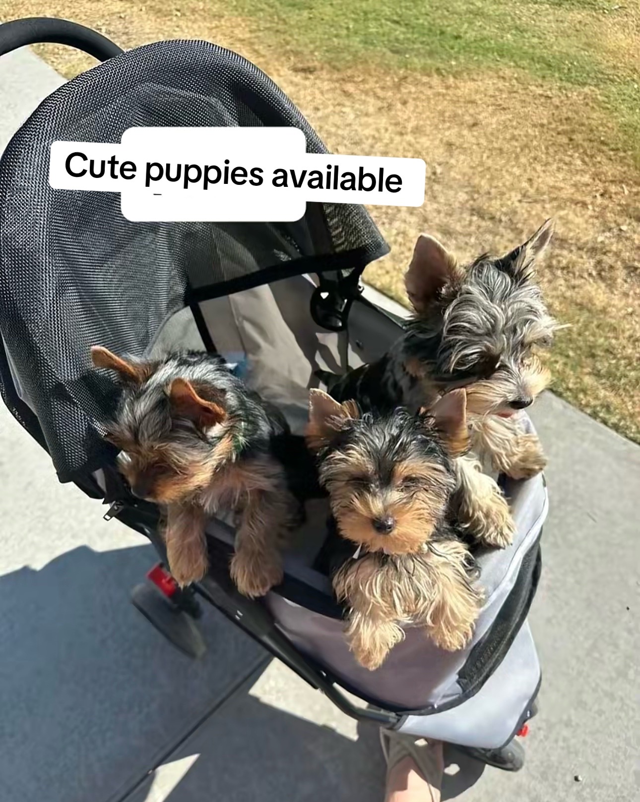 @Yorkies puppies for Adoption