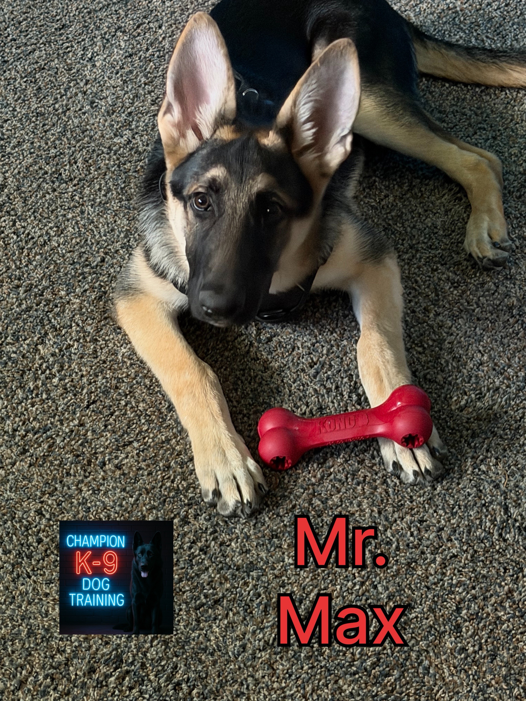@ChampionK9DogTraining