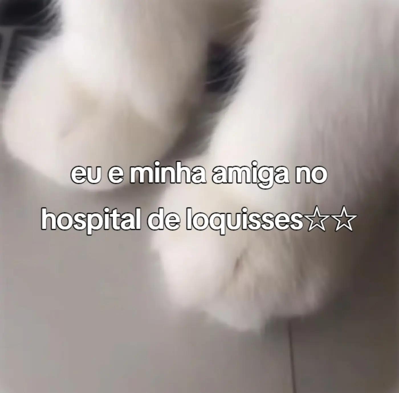 @~gatos brancos⚪🤍(-> <-)☆♡~