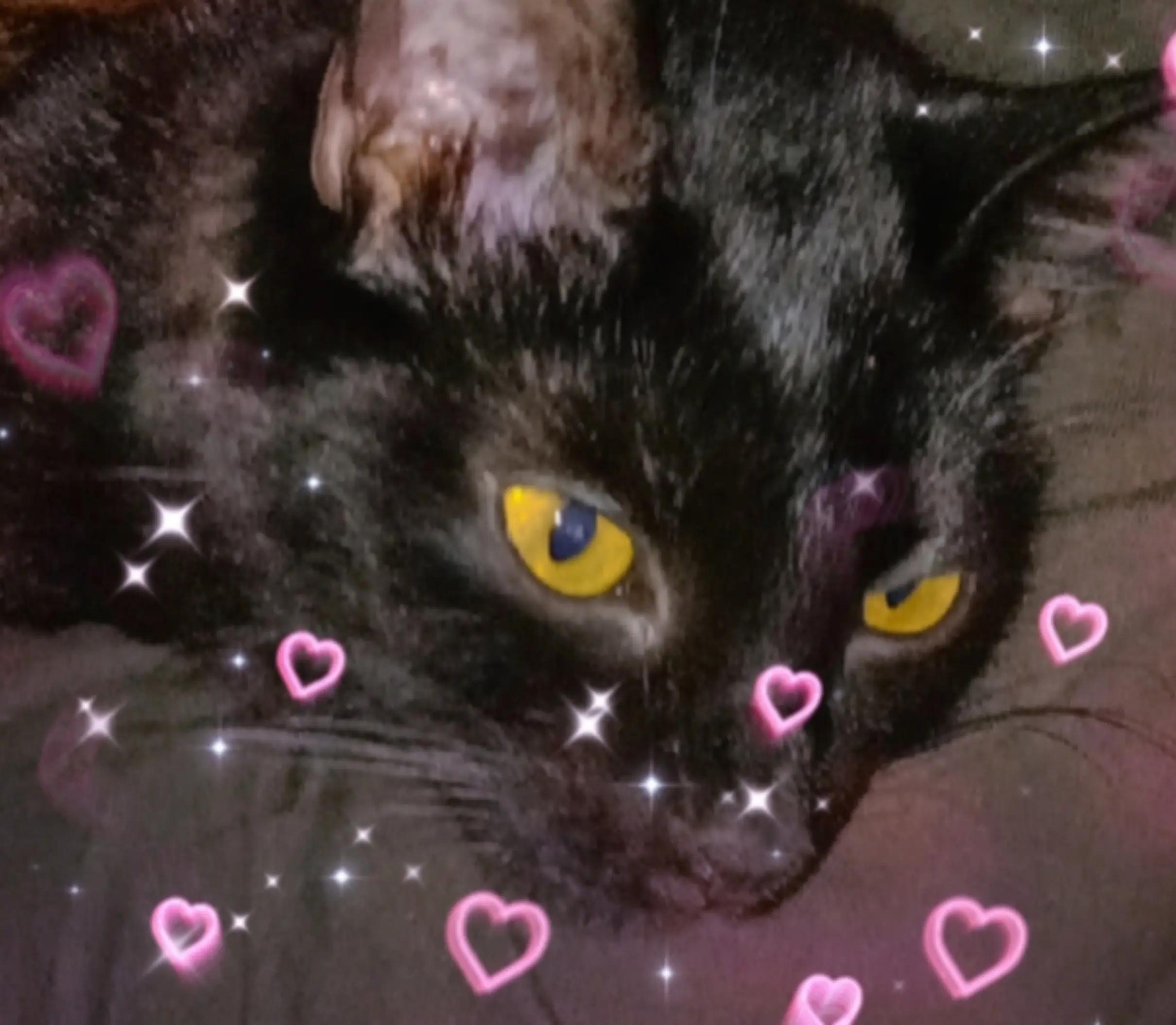 @ₕₑₐd🦋 Qᵤₑₑₙ Wₒₙₙᵢₑ