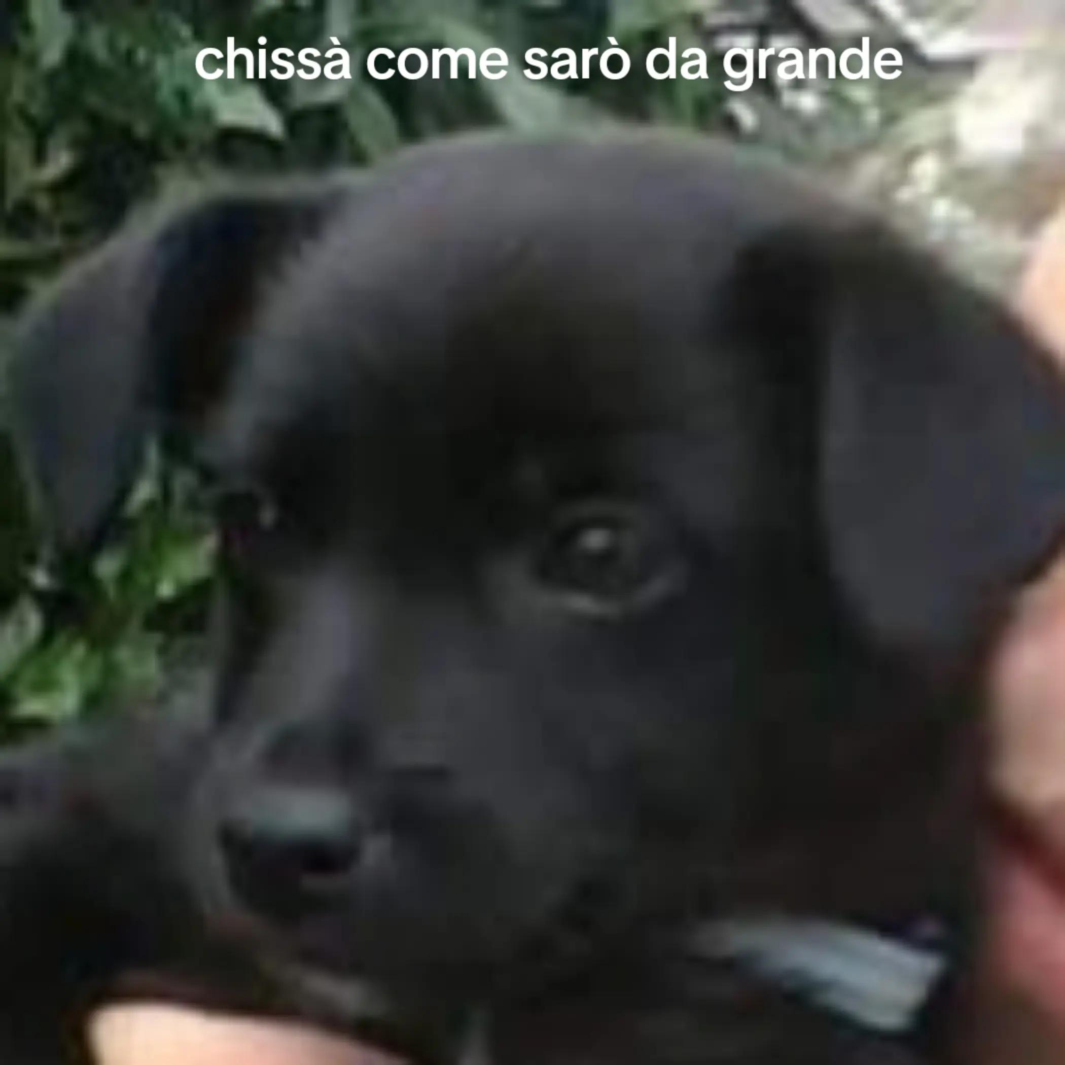 @ross reina