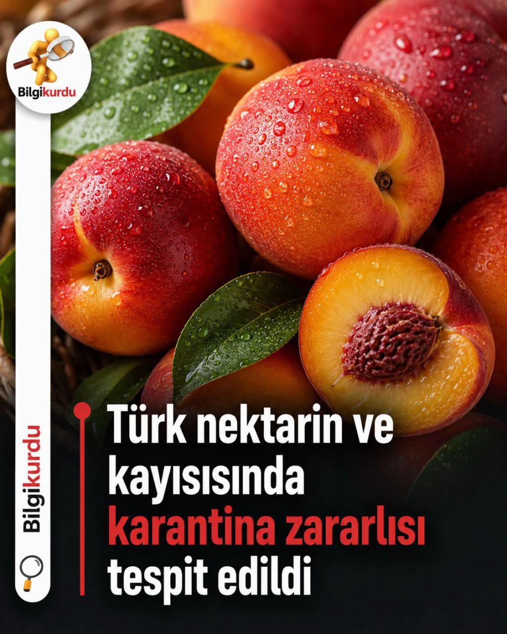 @Bilgi kurdum