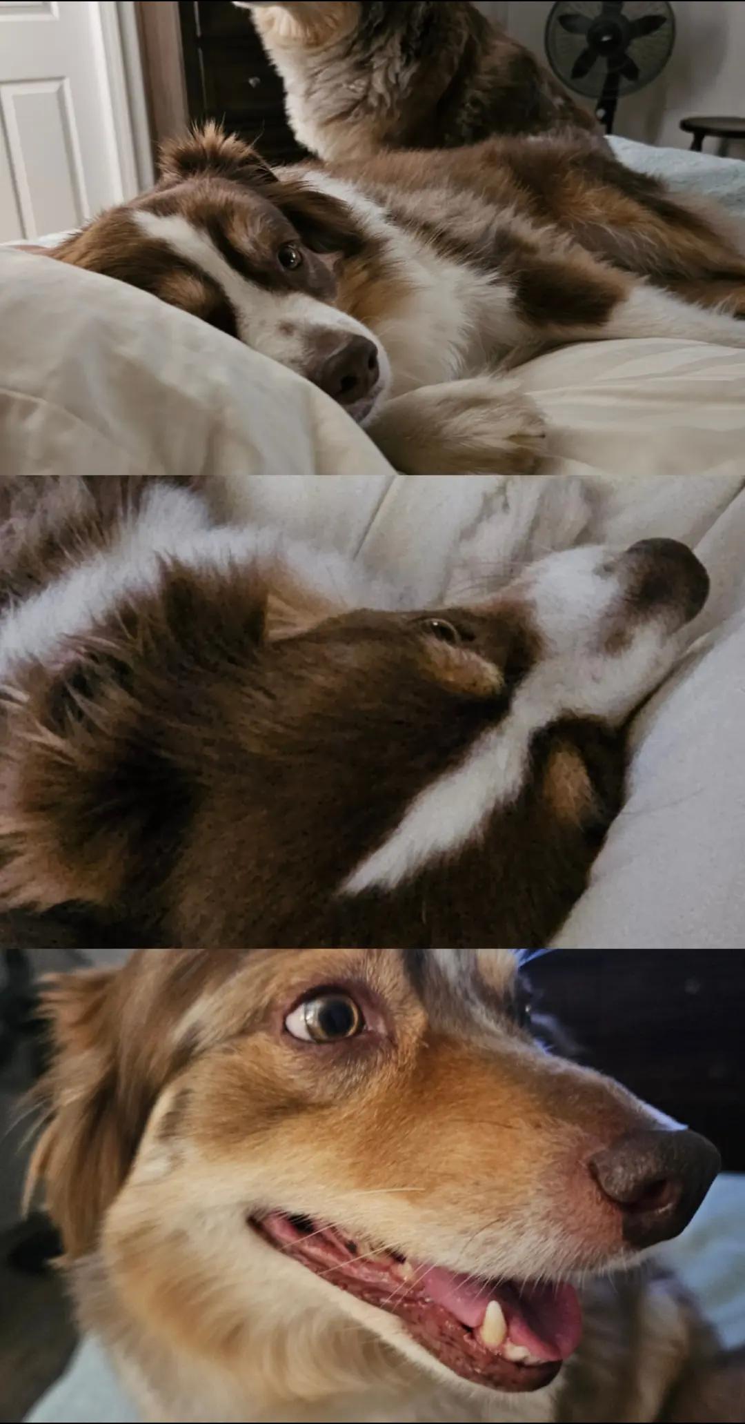@Joanne dog mom