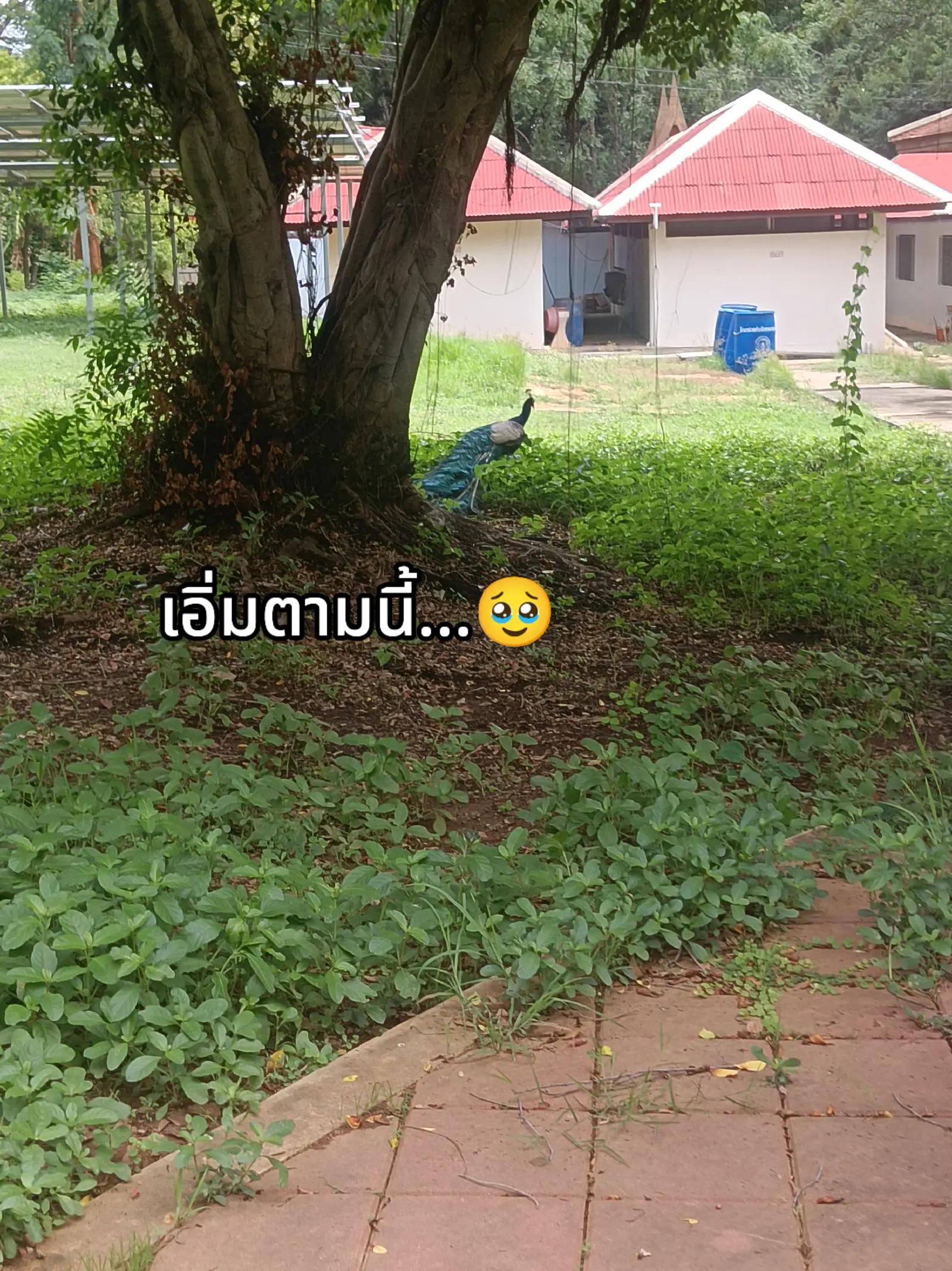 @แบมๆขี้ไม่ล้างตูด💩
