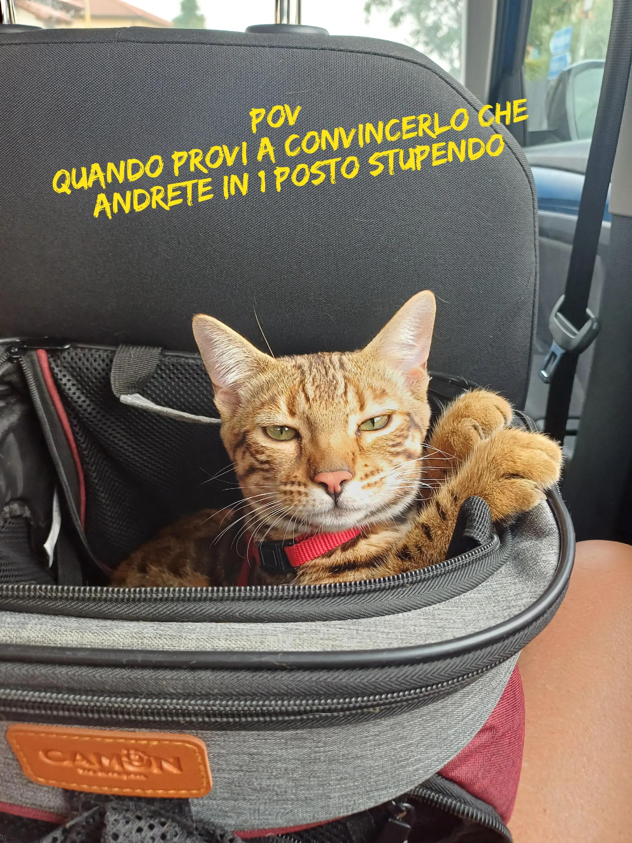 @Rio.supercat