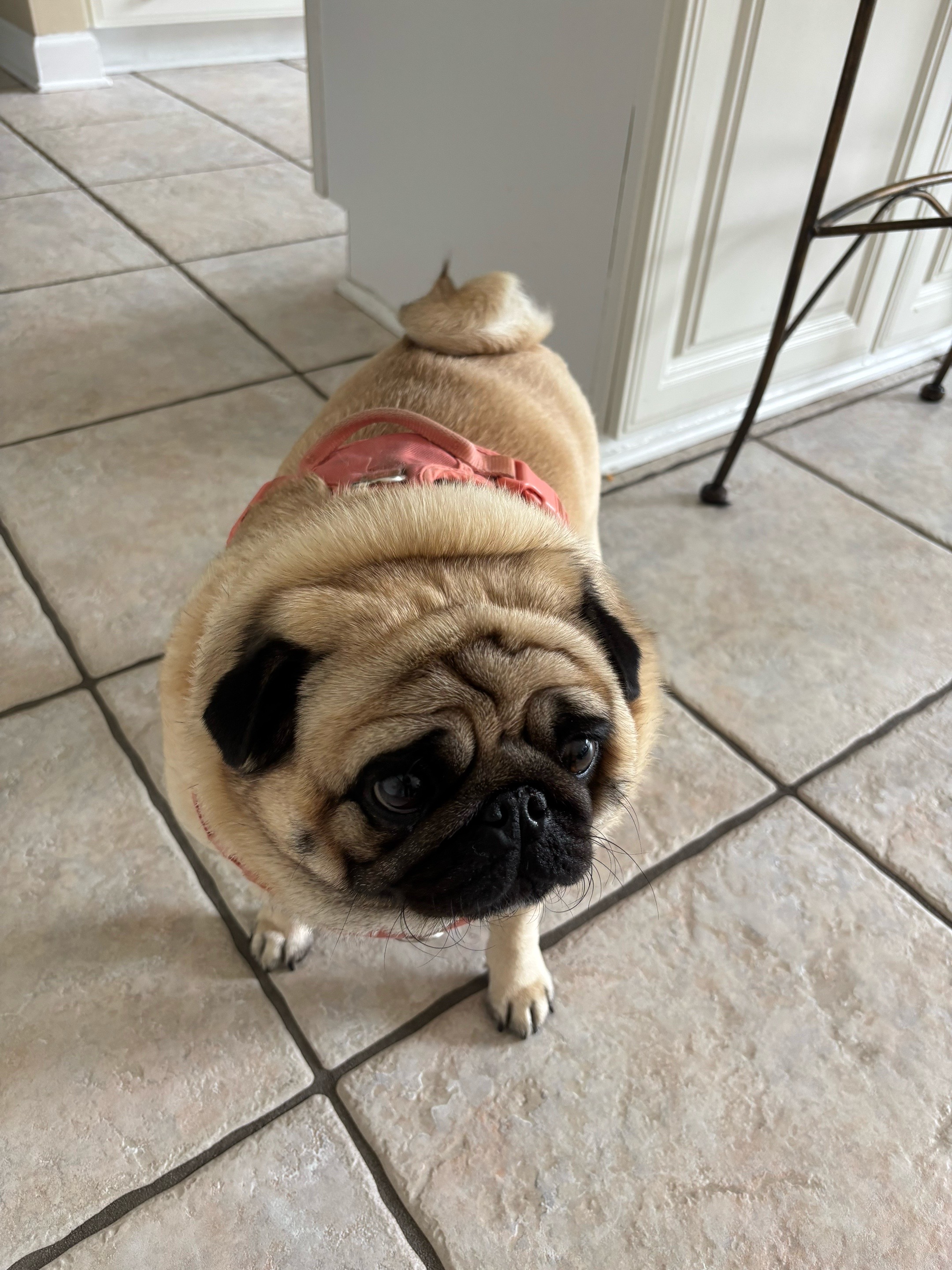 @PUGNAROUND