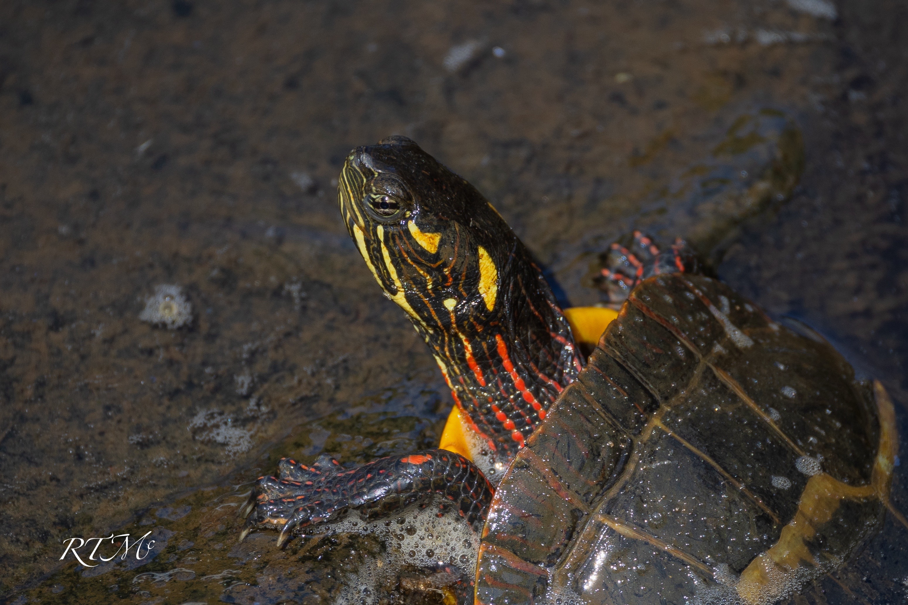 @Ryan McGreevy