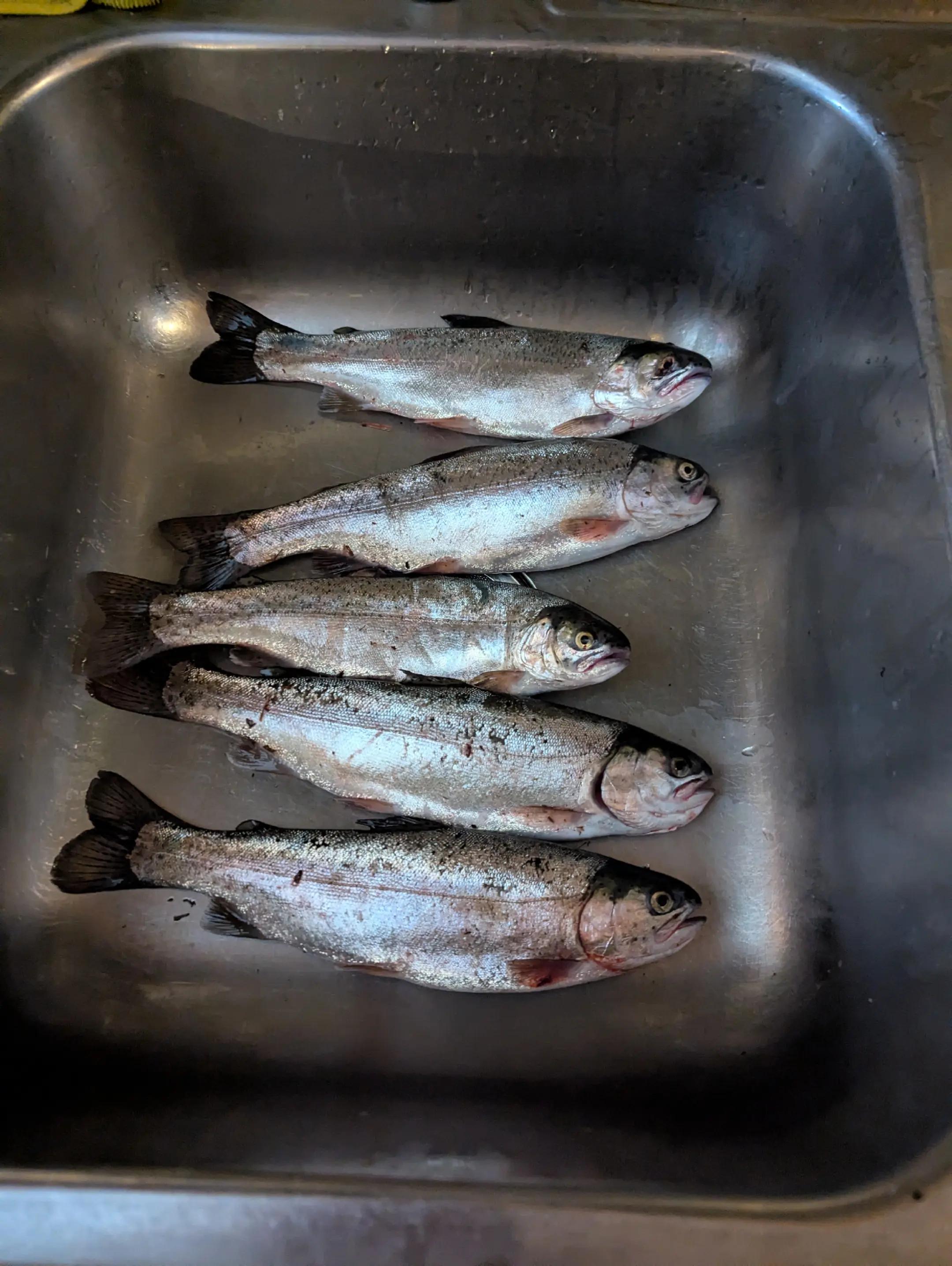 @Fishing with Metal