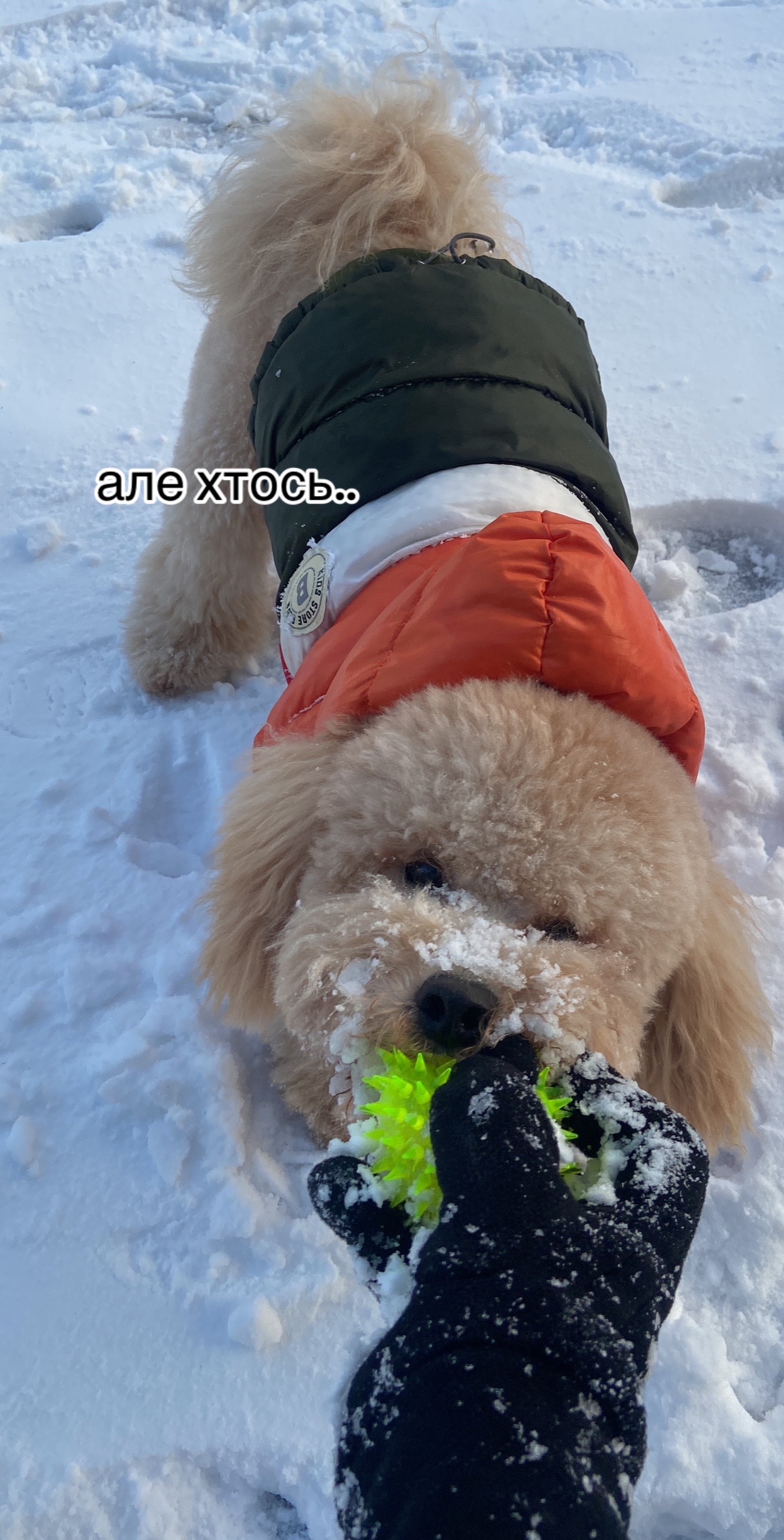 @barney poochon 🐾