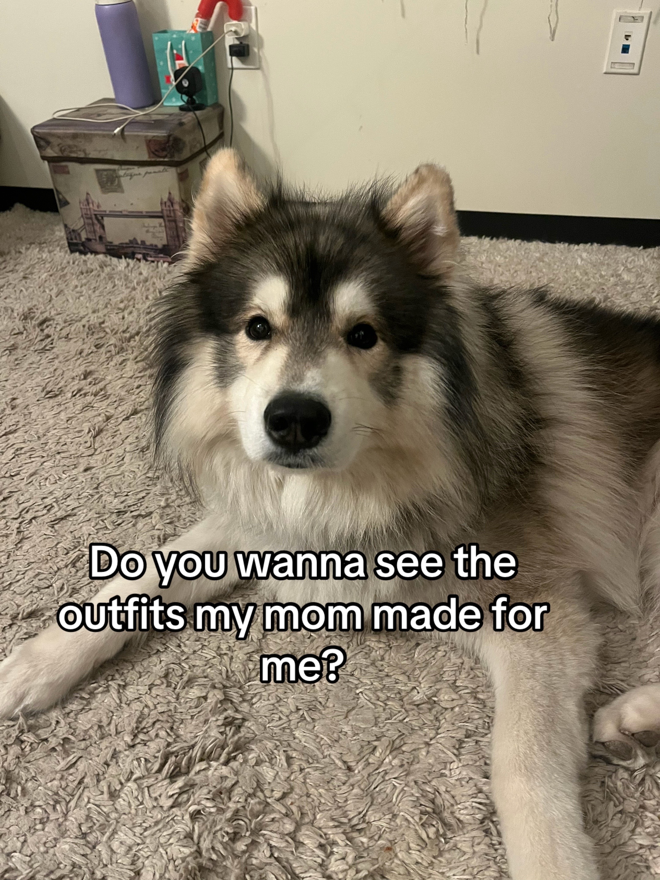 @Echo The Husky